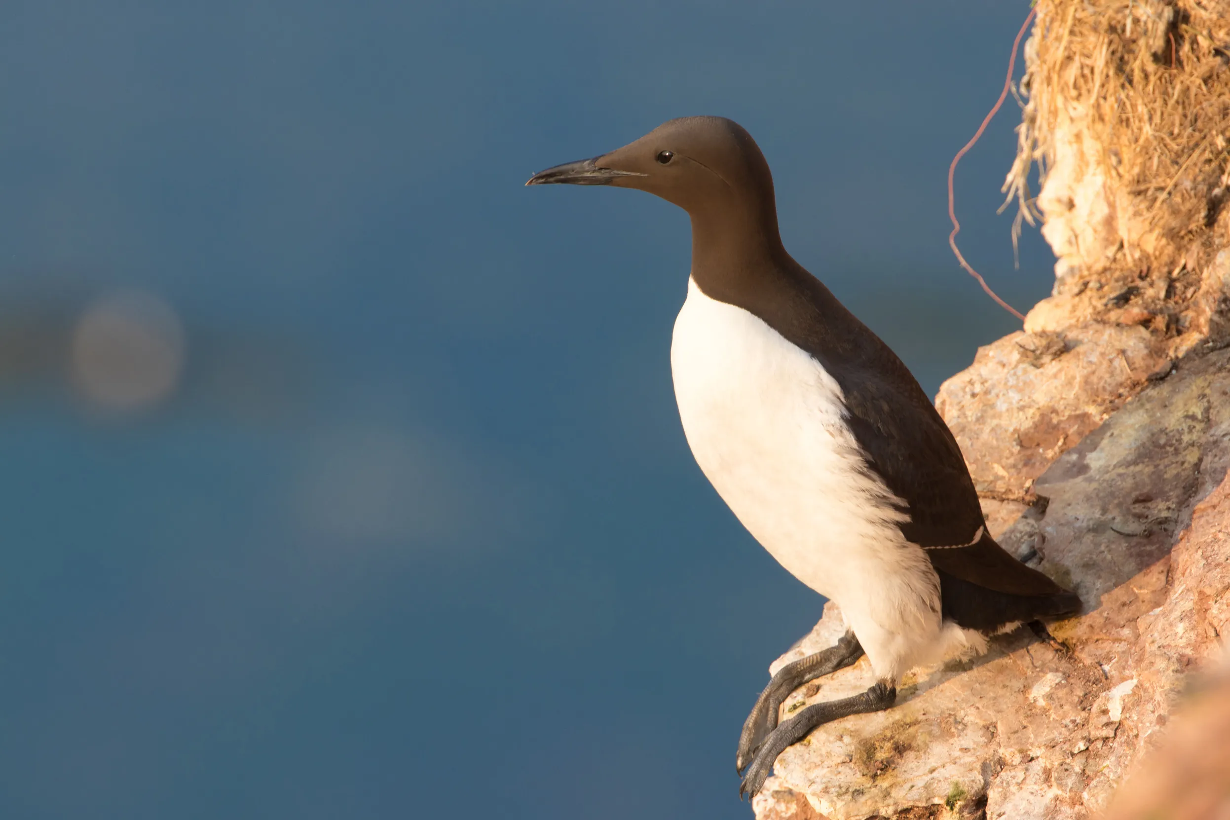 A lone adult Guillemot stood on a rock next to the sea.