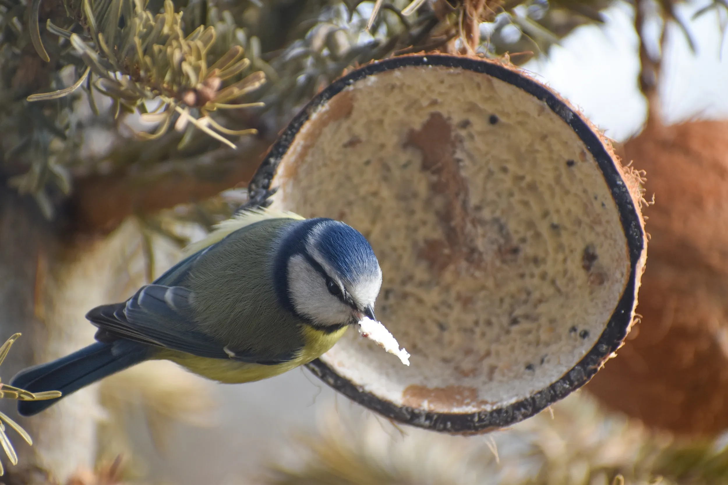 Blue Tit perched on hanging coconut shell feeder with a piece of suet in its beak.