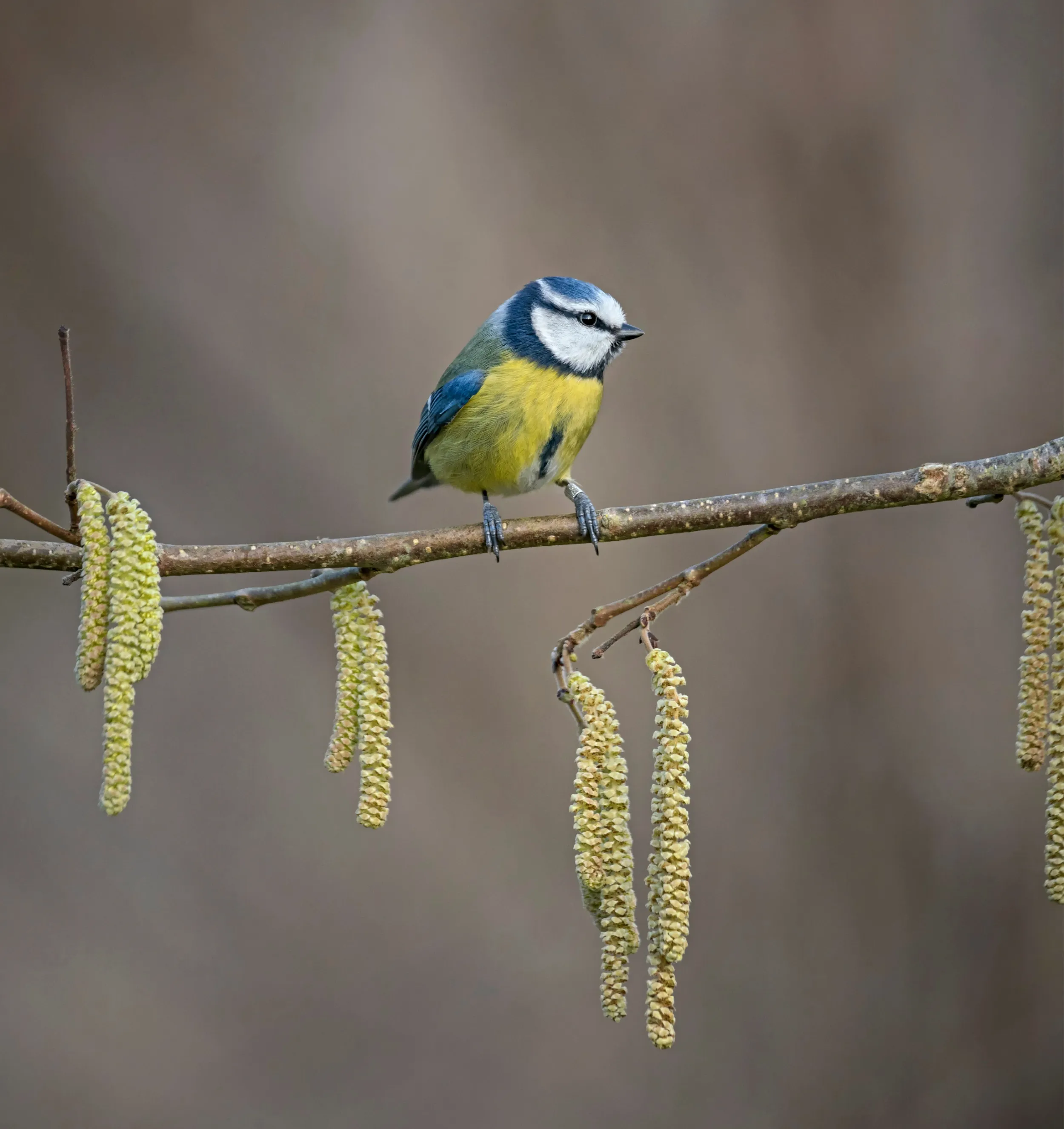 A Blue tit perched on a bare branch which has catkins hanging from it. 