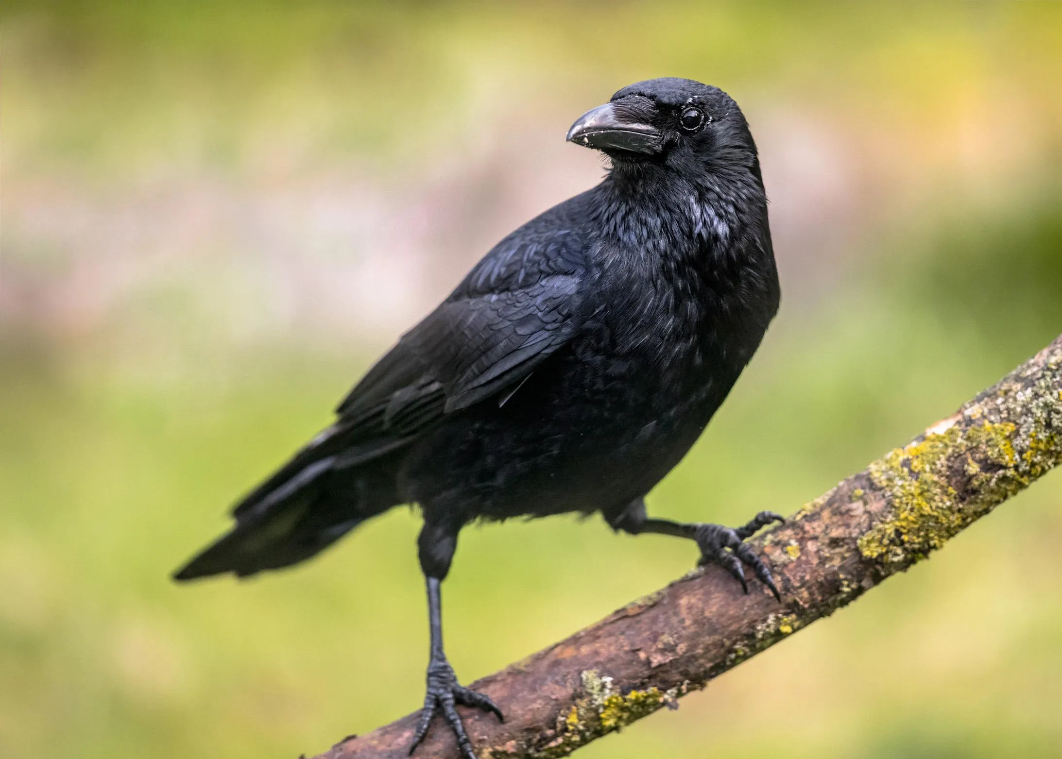 A lone Carrion Crow perched on a mossy branch.