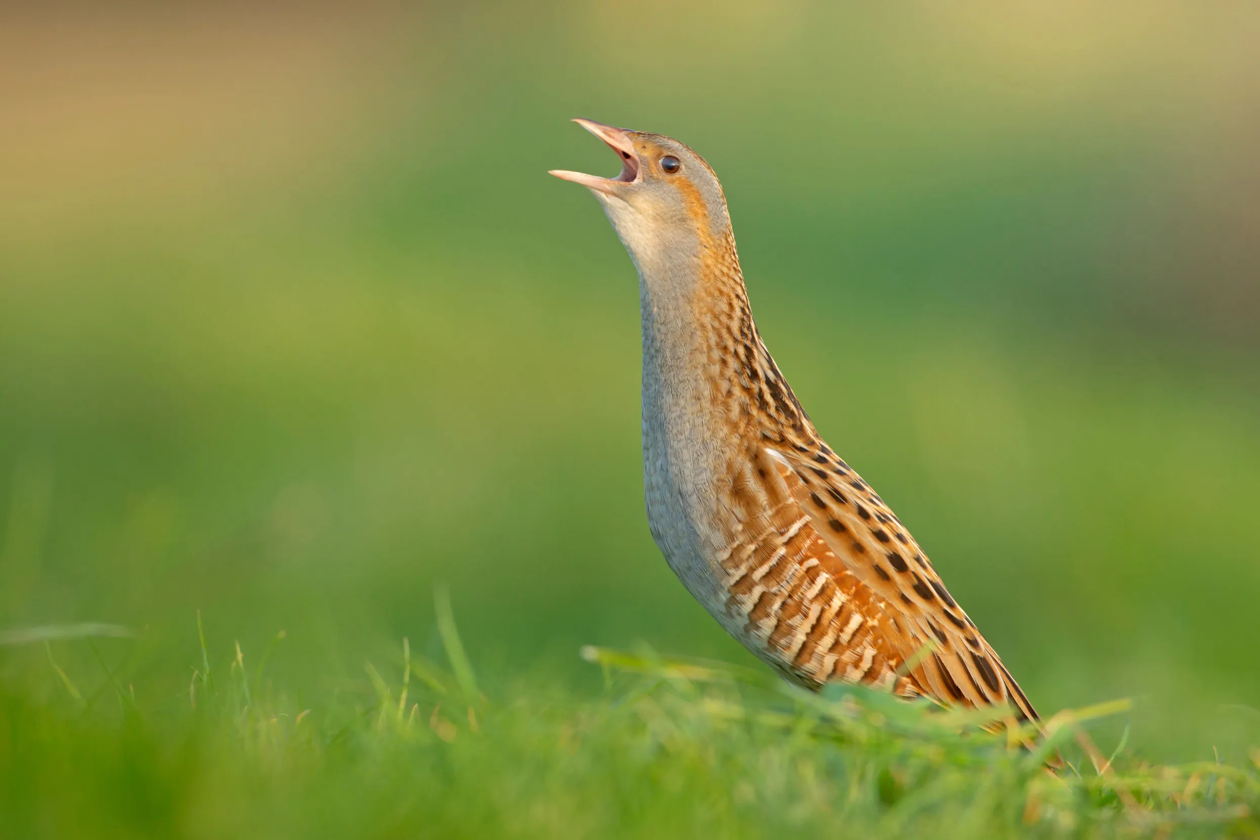 A Corncrake calling to the sky whilst stood on a grassy meadow.