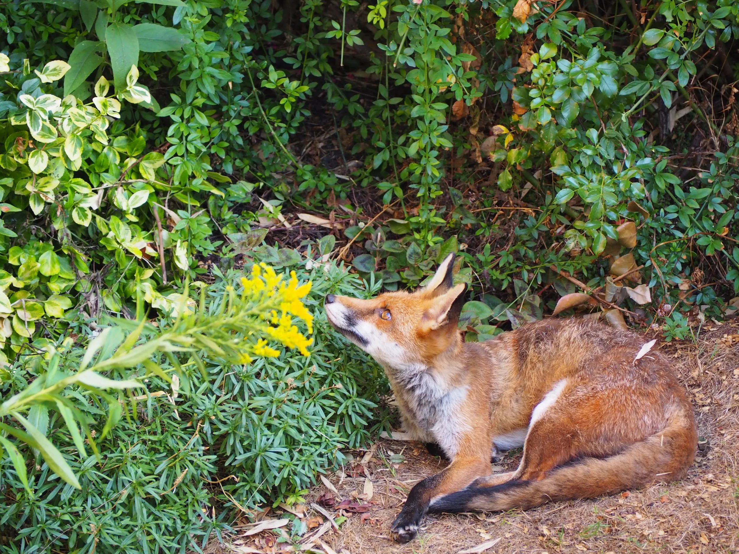 A fox resting on the edge of a garden, looking up into the hedgerow above them