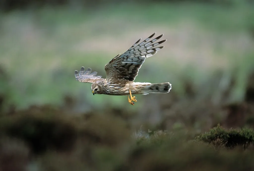 A Hen Harrier swoops across a green landscape.