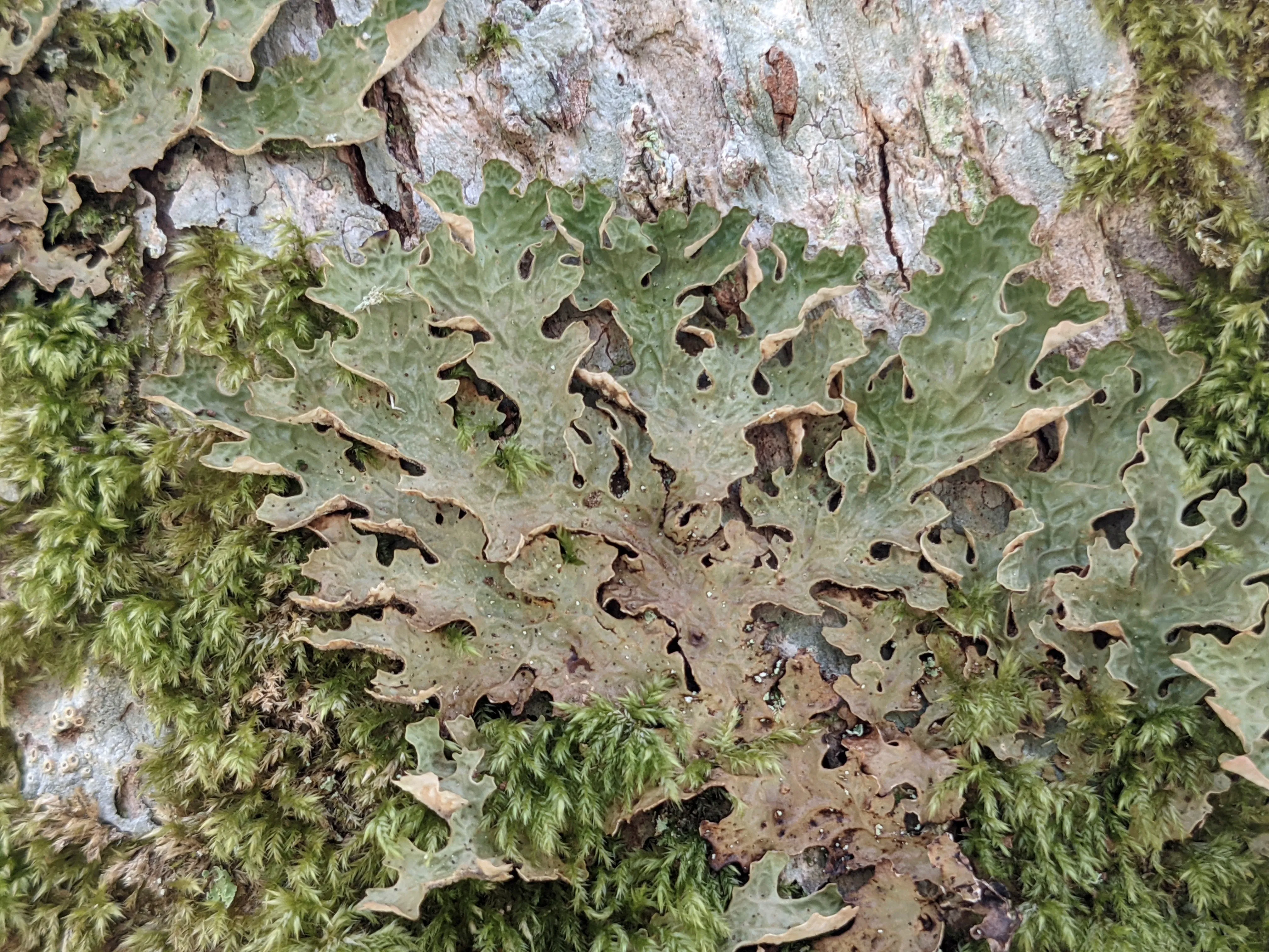 Tree Lungwort lichen, growing up a tree trunk