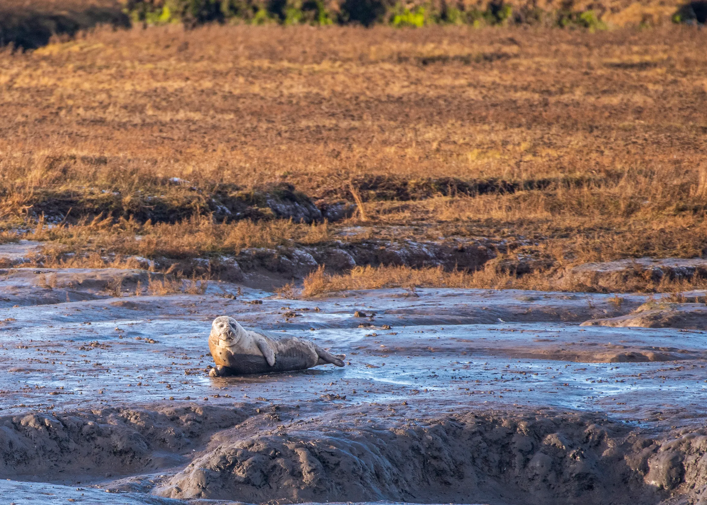 A Common Seal, resting on the muddy shore at Saltholme reserve in winter