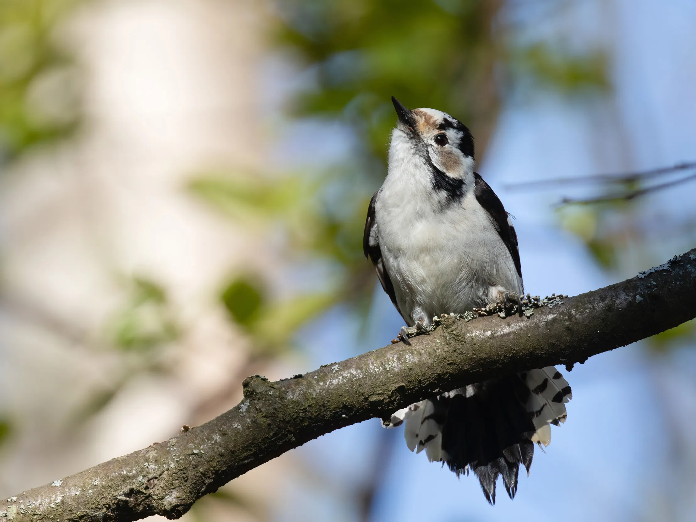 Female Lesser Spotted Woodpecker perched on a branch, looking up