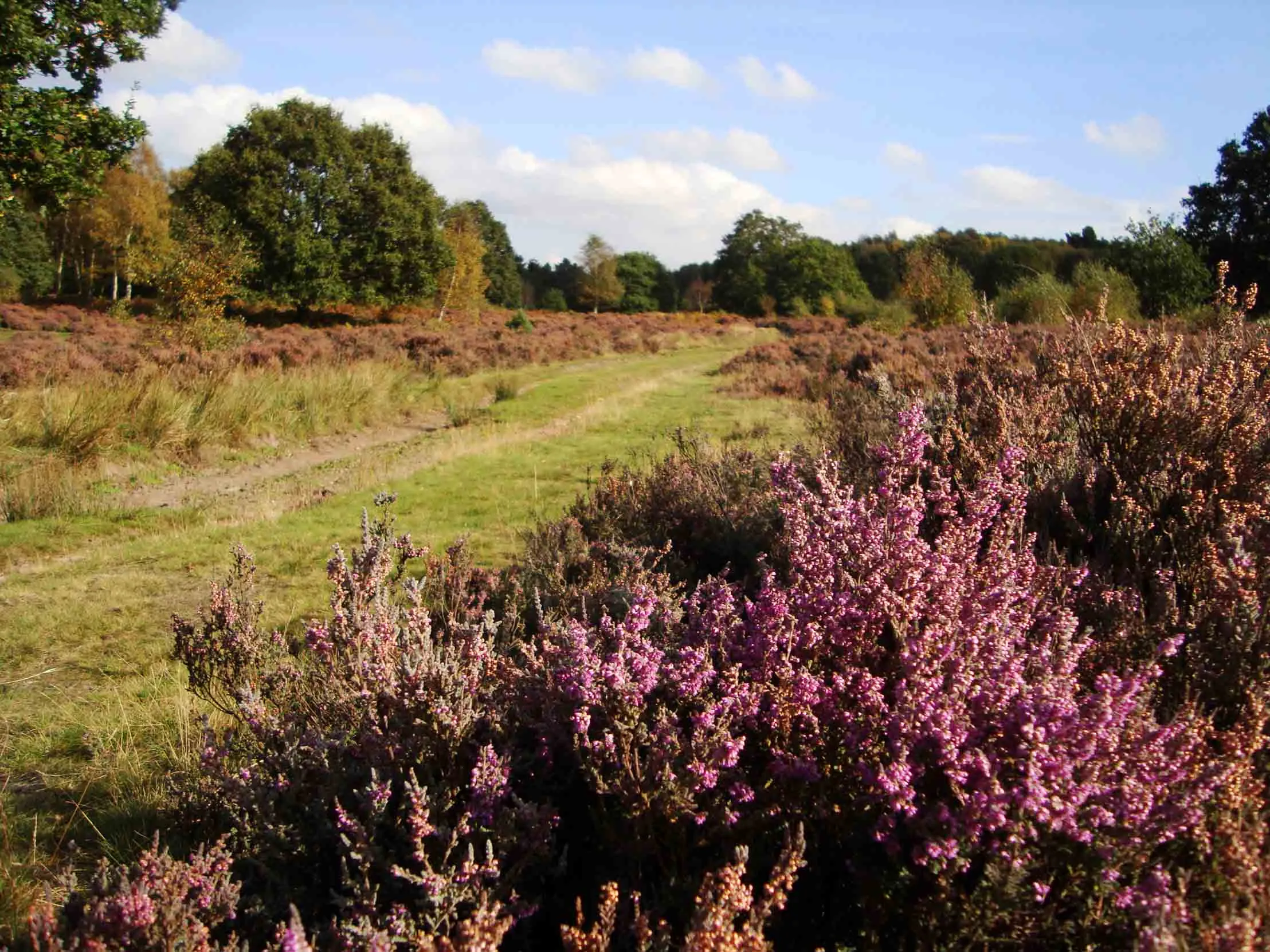 A dirt track runs through the heathland at Budby South, with deep purple Heather growing alongside.