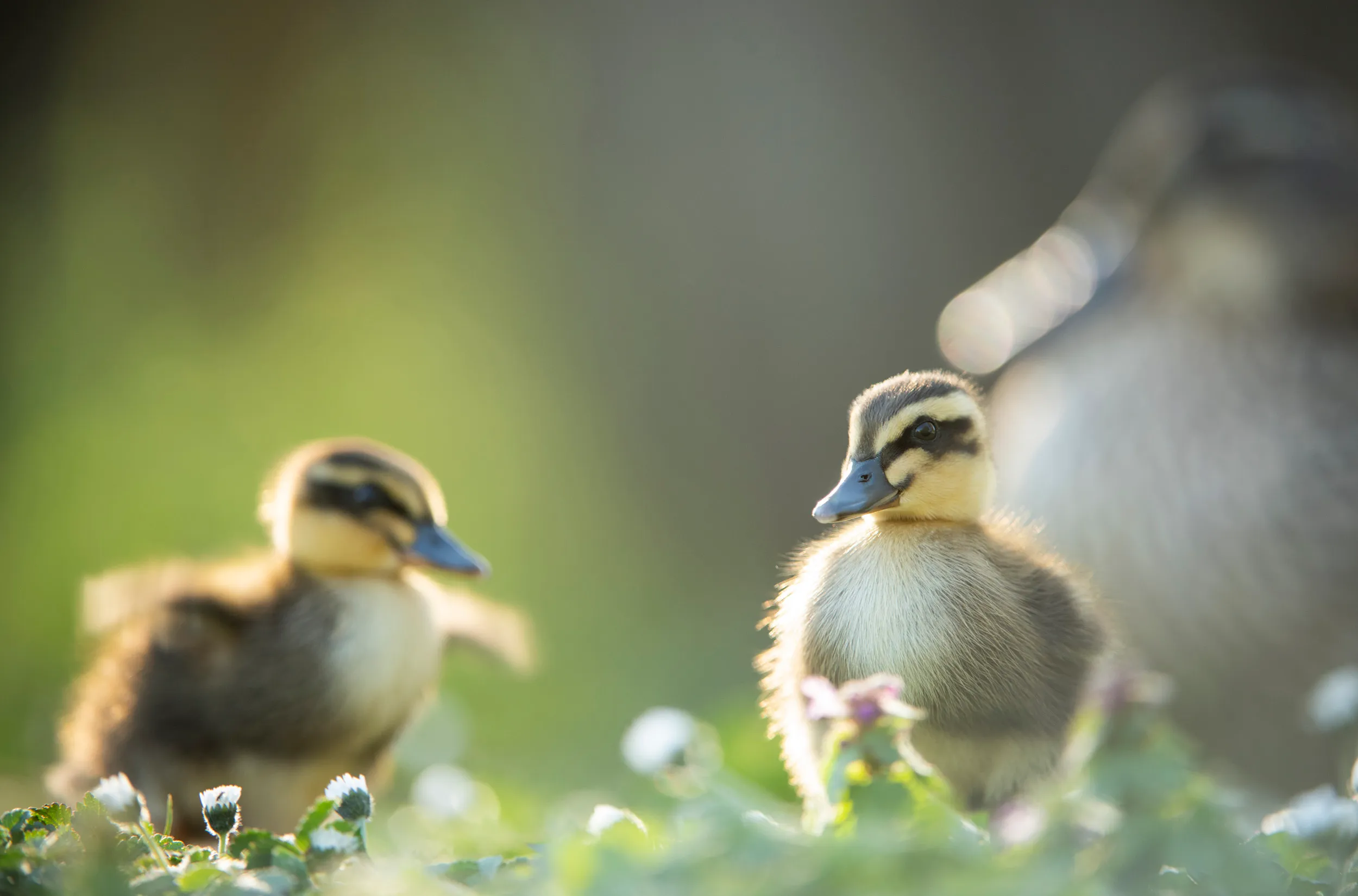 A pair of ducklings stood amongst grass and flowers.