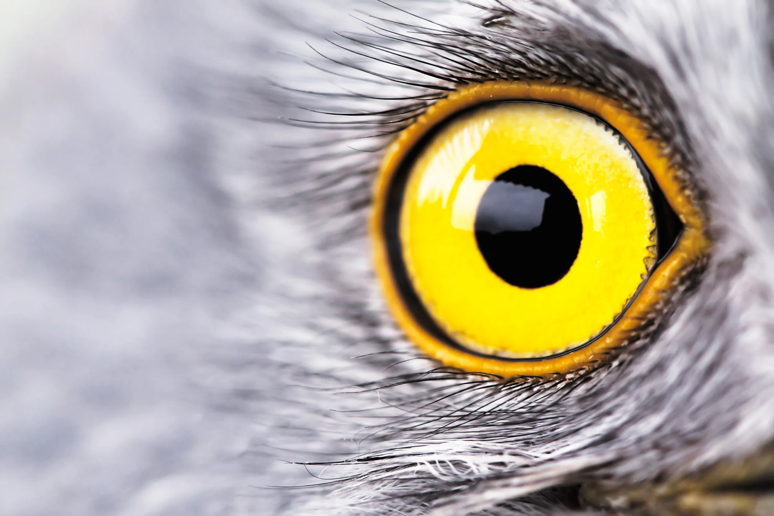 Close up of a male Hen Harriers eye.