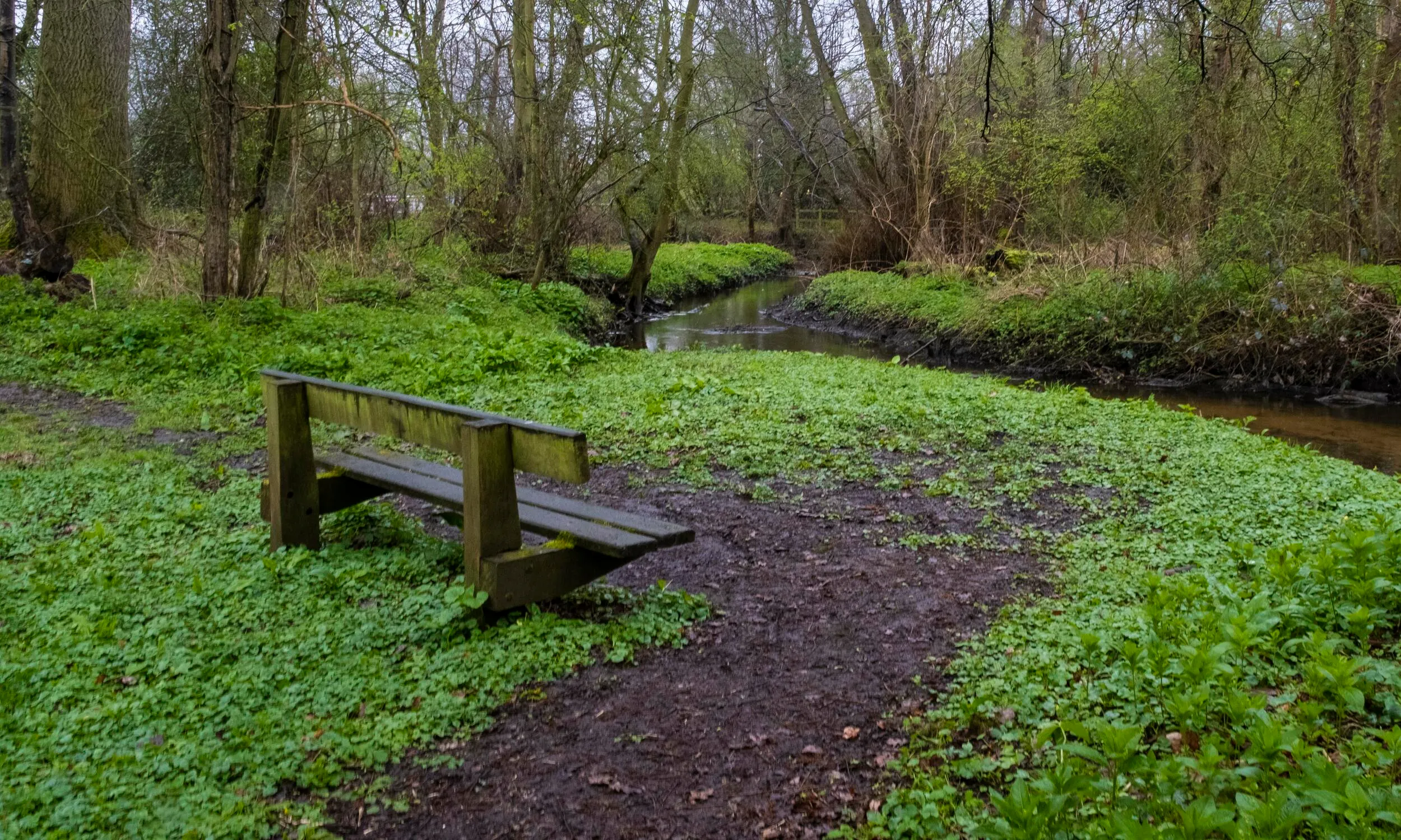A wooden bench along a woodland walk, looking out toward a stream