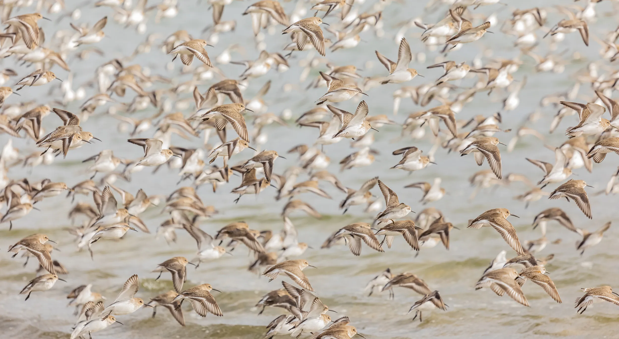 A flock of brown and white birds in low flight over calm ocean water