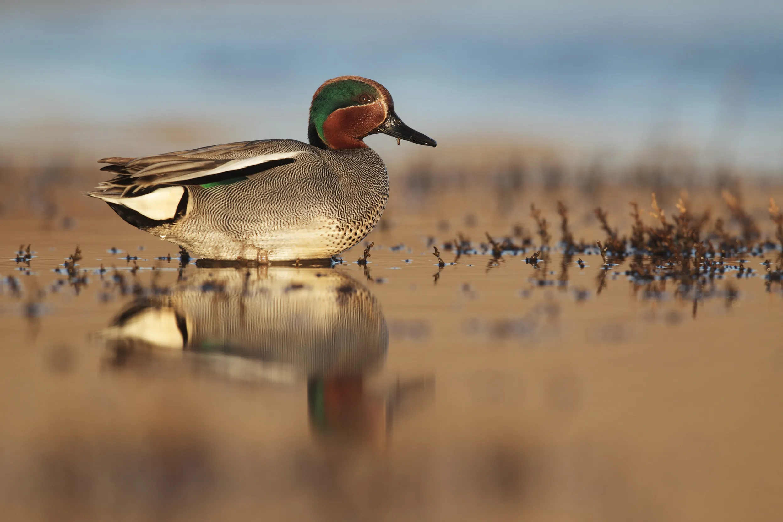 Campfield Marsh Nature Reserve, Cumbria