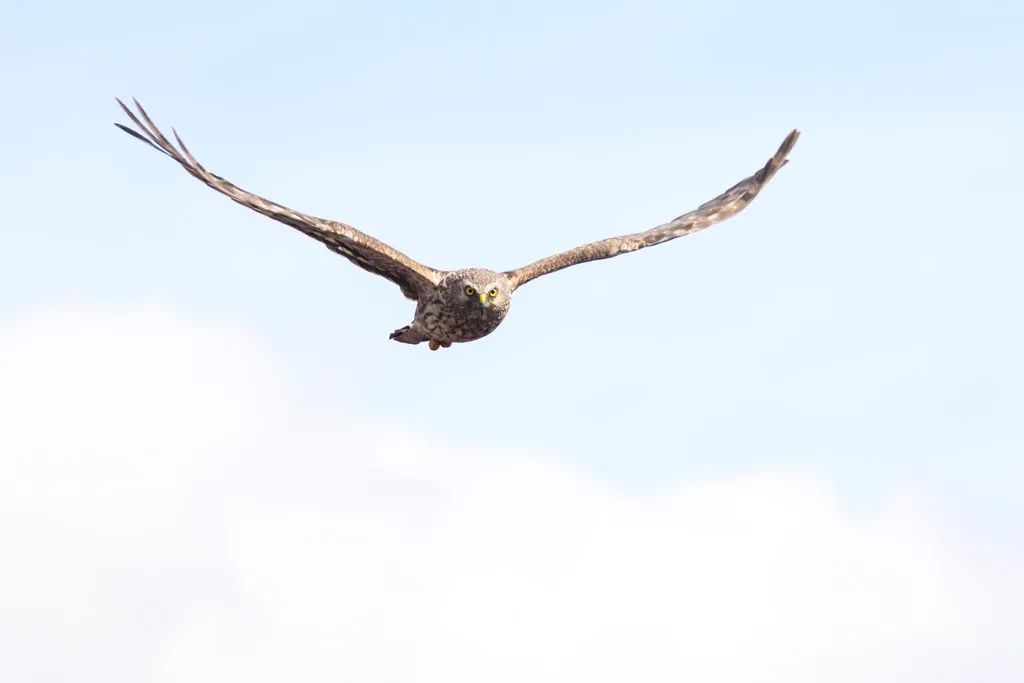 A Hen Harrier gliding through the sky towards the camera.