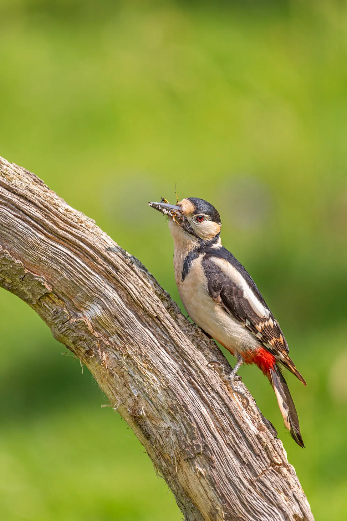 Great Spotted Woodpecker perched on a thick, upstanding branch with an insect in its beak