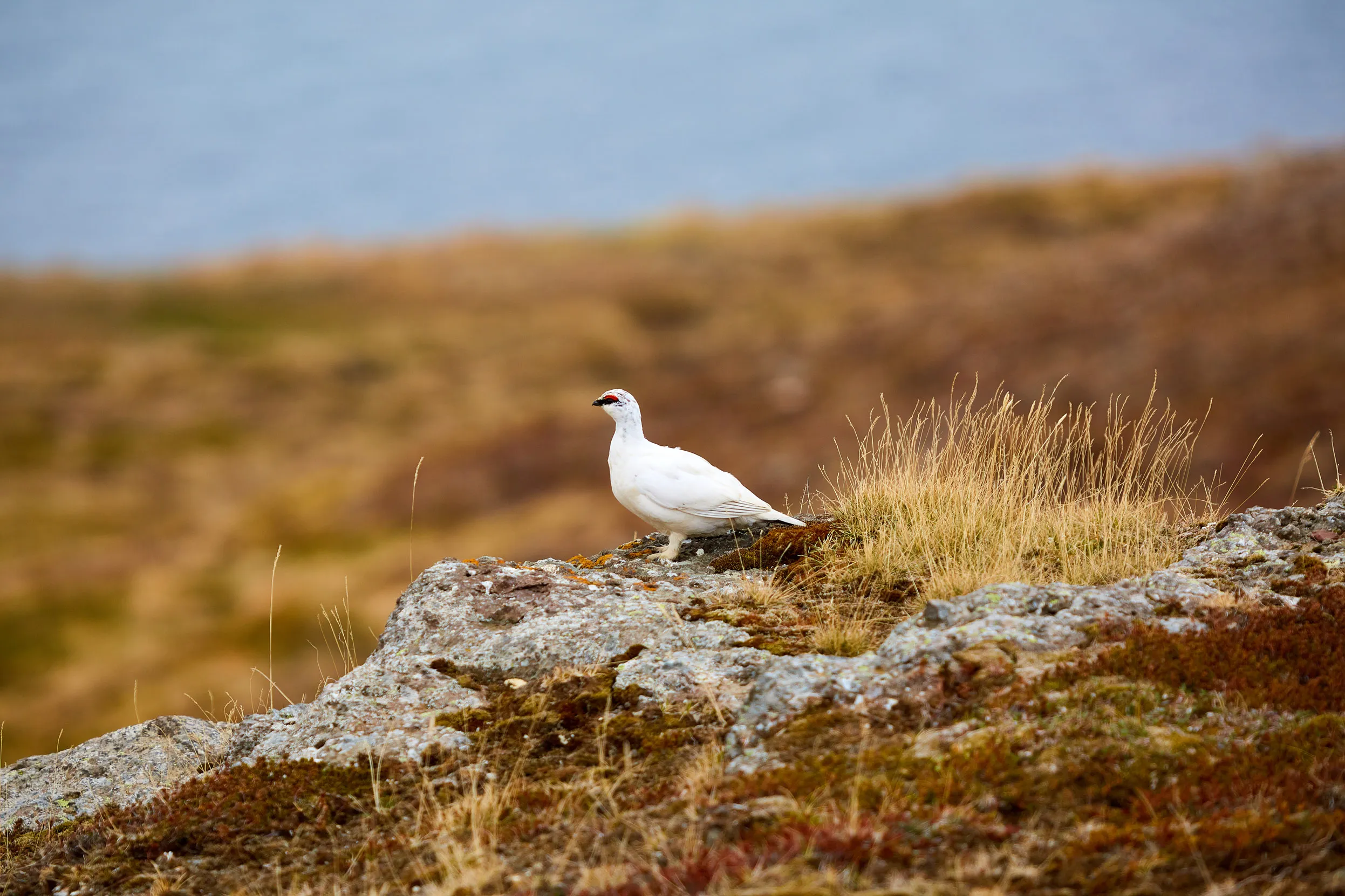 A lone Ptarmigan perched on a rock surrounded by dried grassland.