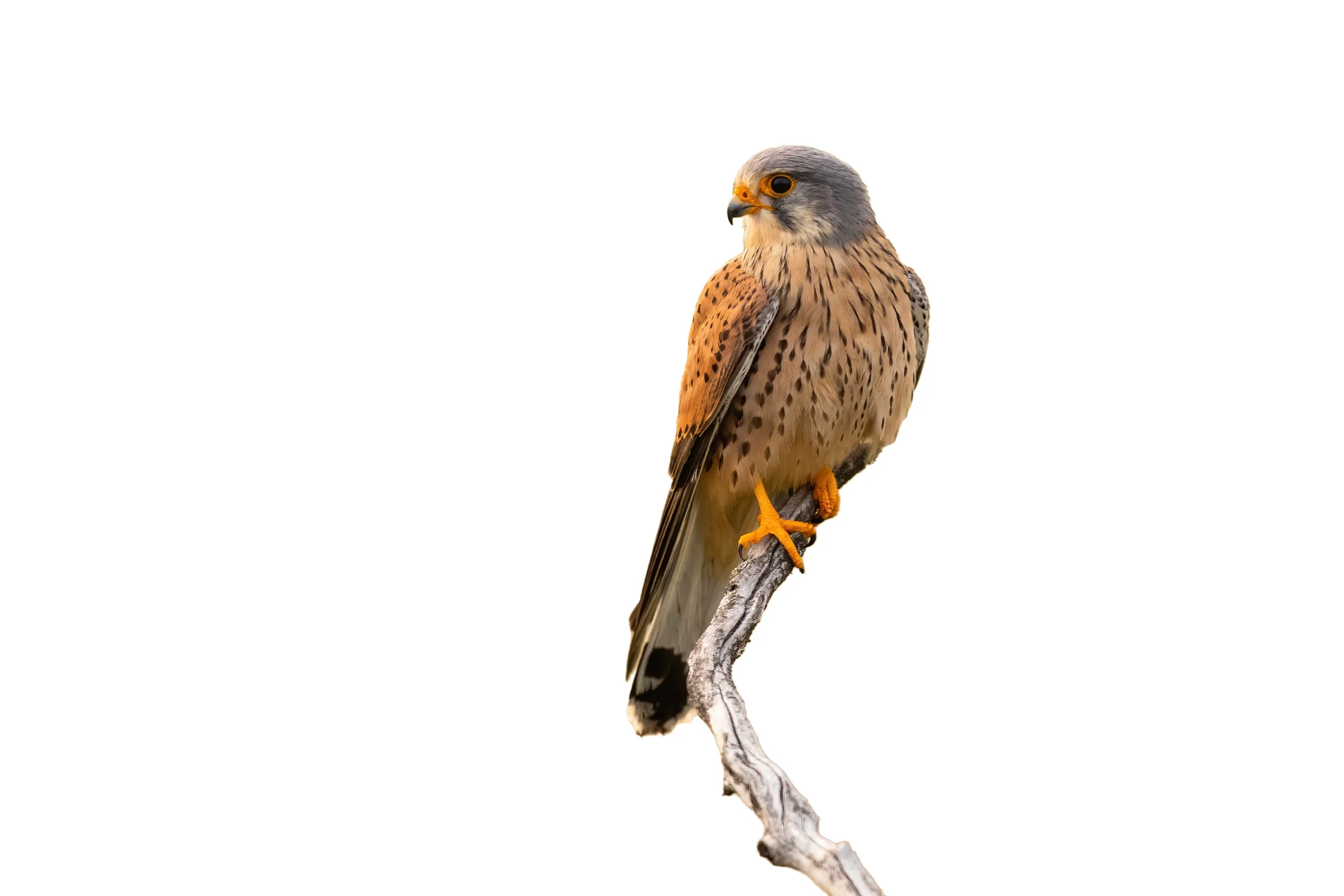 Common Kestrel perched on a branch cut out on white background.