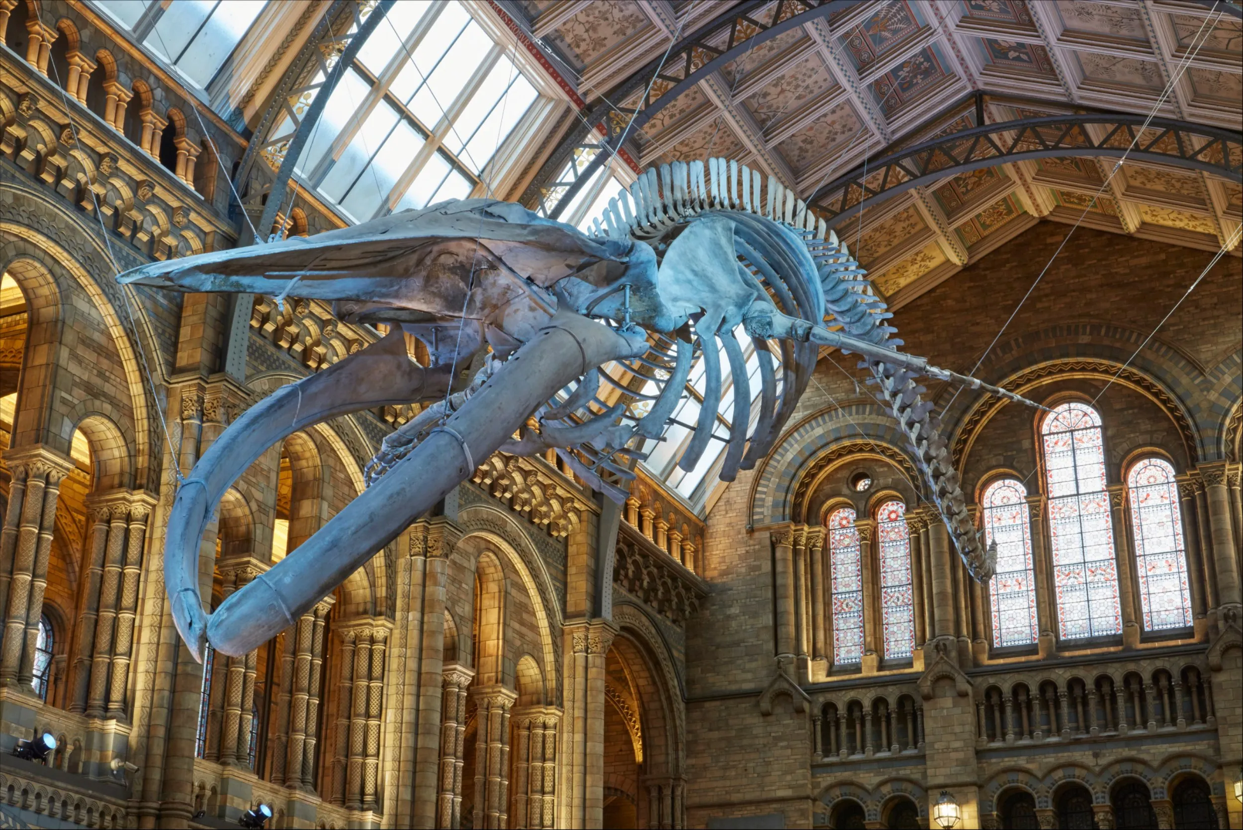 A Blue Whale skeleton suspended from the ceiling of the Hintze Hall at the Natural History Museum, London.