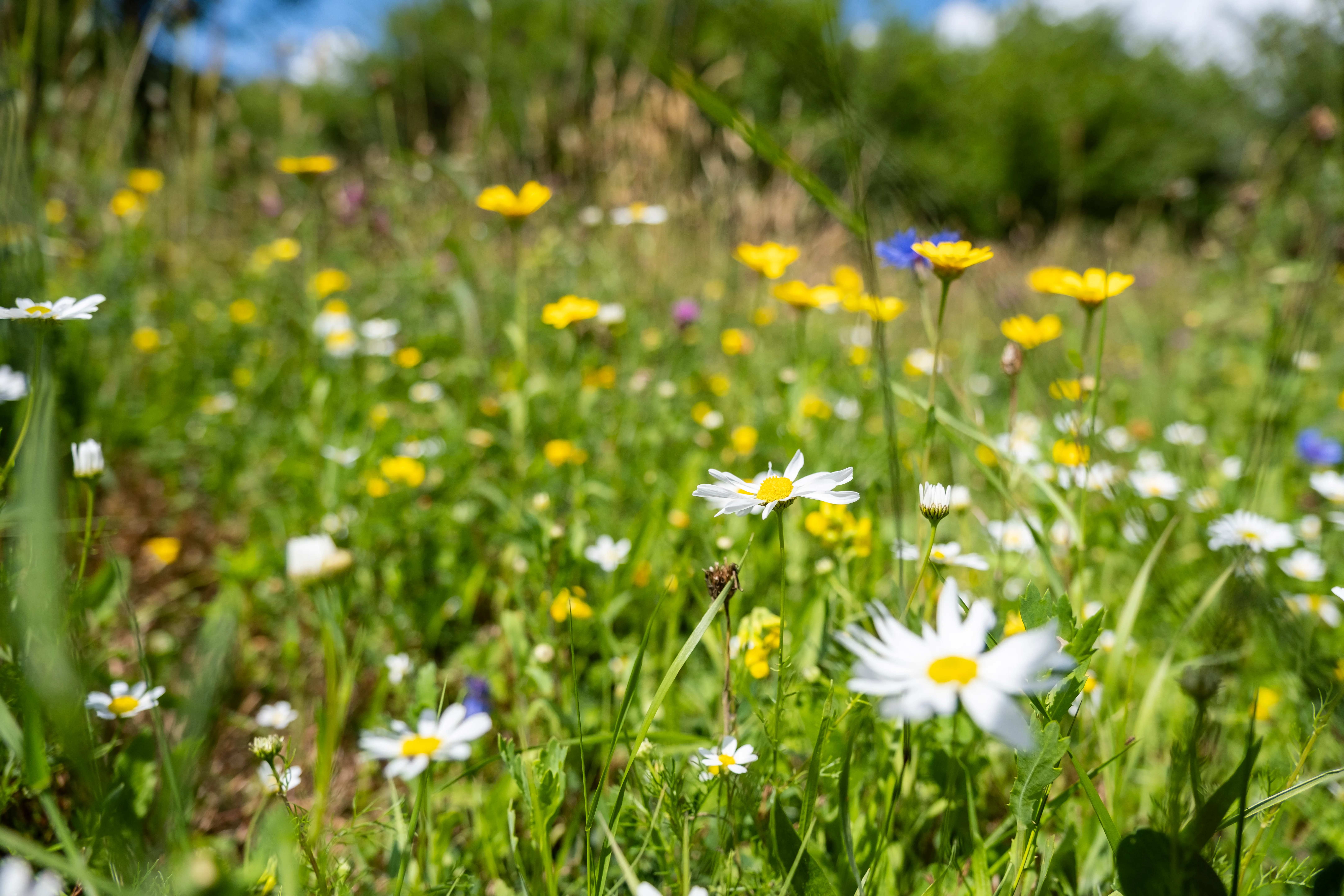 A mix of wildflowers in a meadow