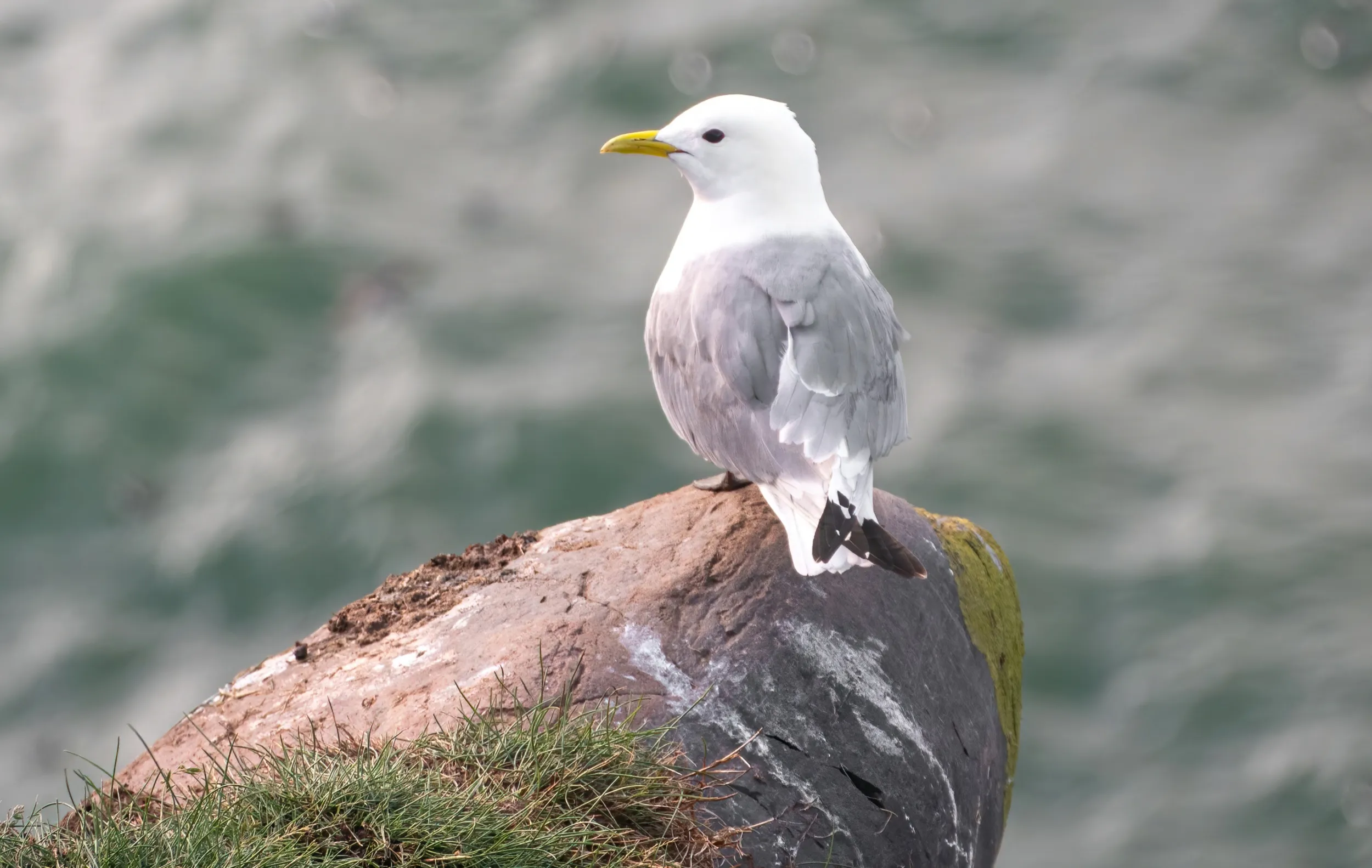 A lone Kittiwake perched on a rock, looking out to sea. 