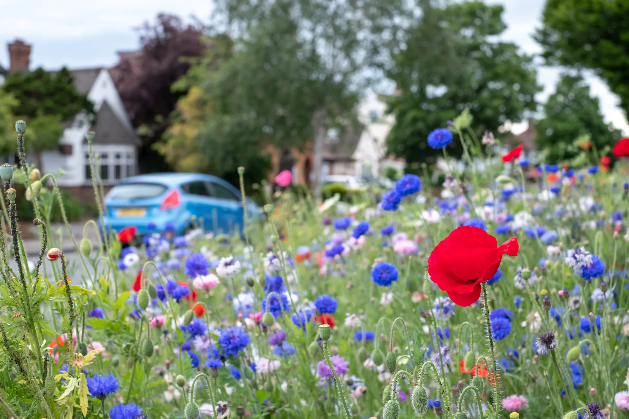 A patch of wildflowers in the foreground with a house and parked car in the background.