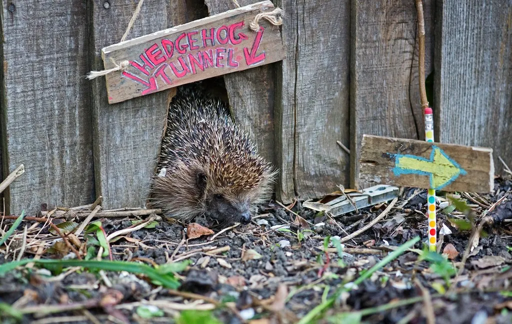 Hedgehog in a hedgehog tunnel through a fence with its head poking out.