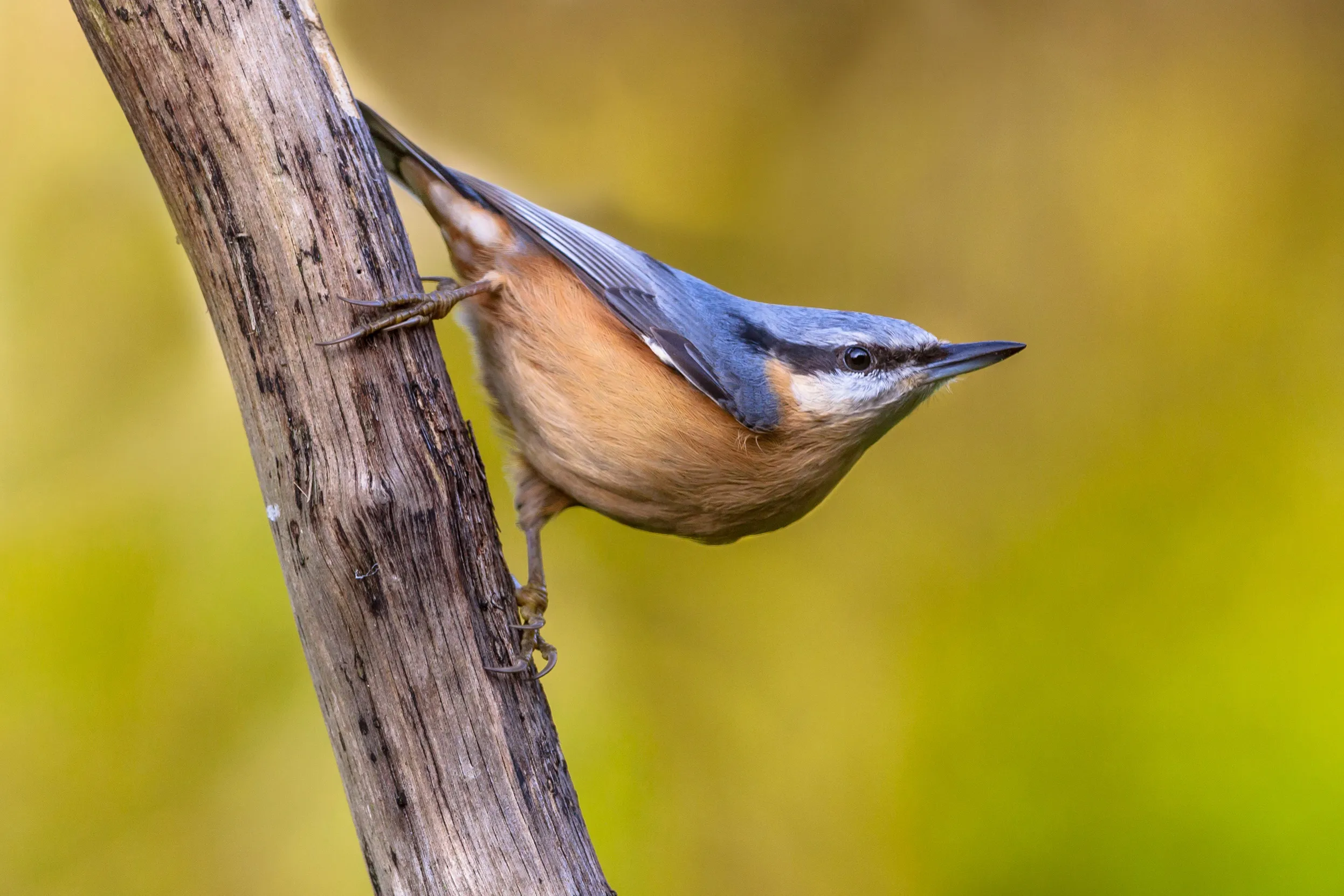 Lone Nuthatch perched on a branch, looking up