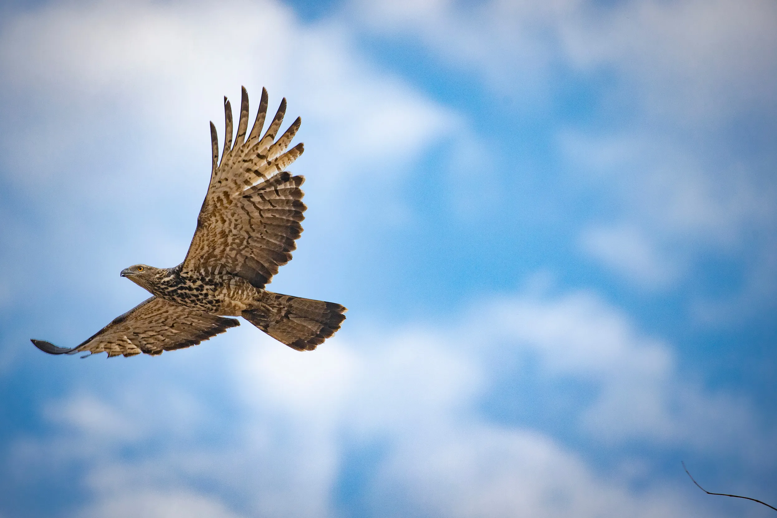 A female Honey Buzzard in flight with blue sky and clouds behind.