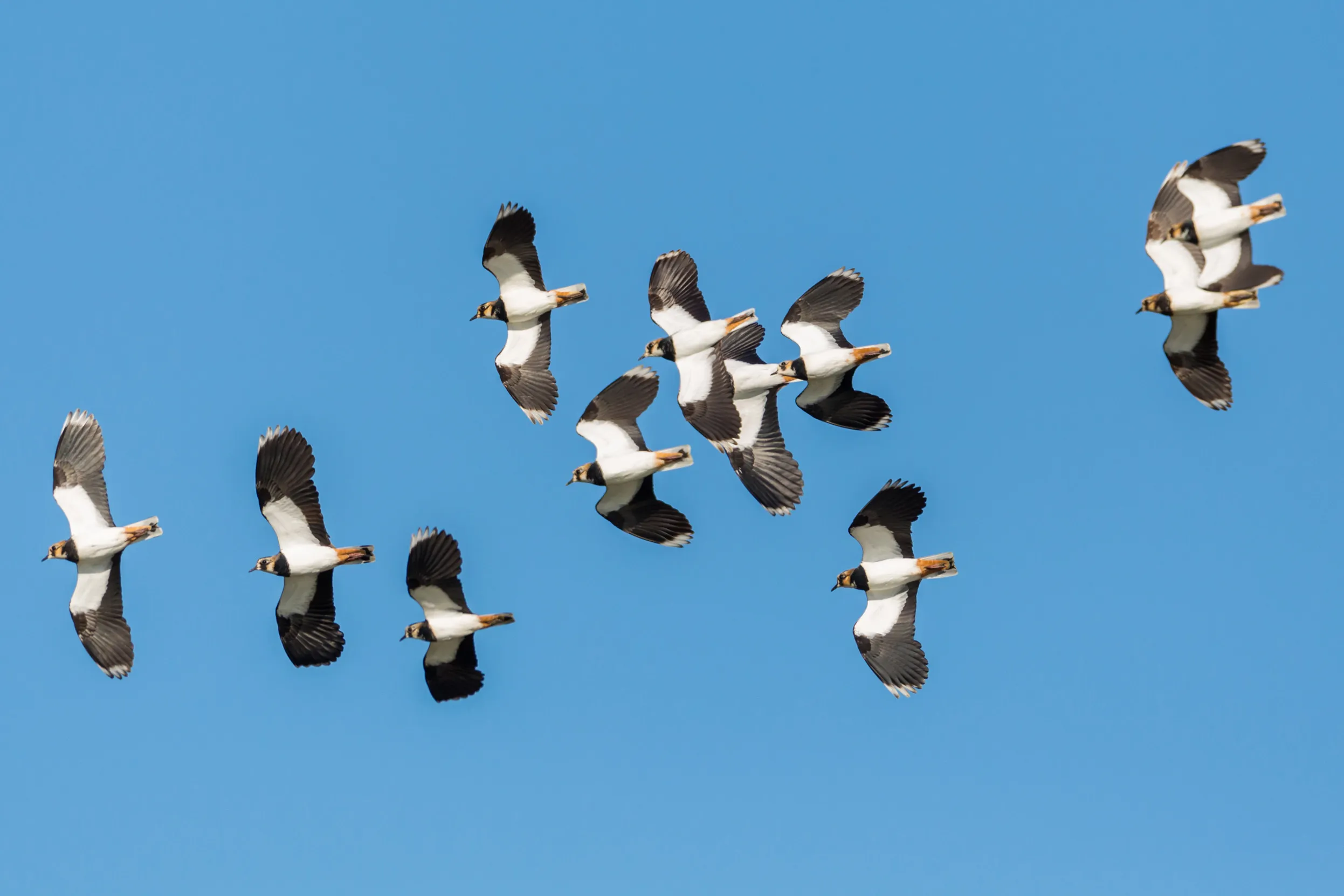 Small flock of Lapwing in flight against a clear blue sky