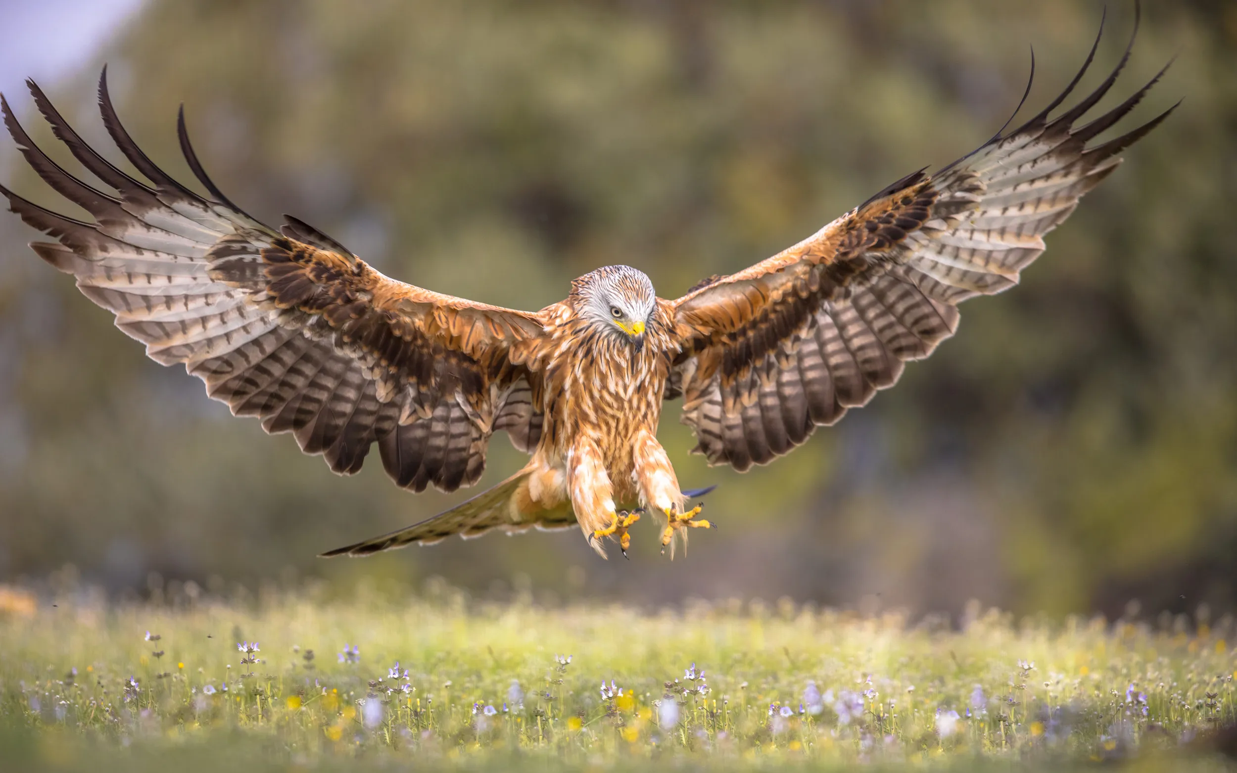 A lone Red Kite with their wings wide open and talons out ready to land on a grass meadow.