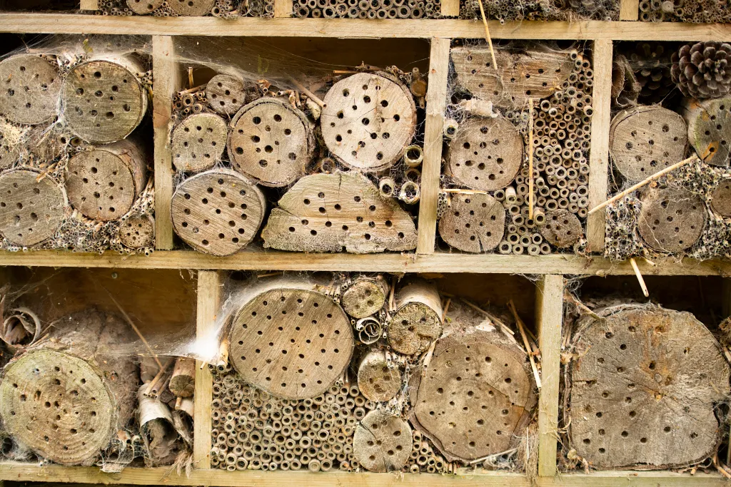 A series of wooden cubbyholes filled with hollow bamboo tubes and sections of logs with small holes drilled into them.