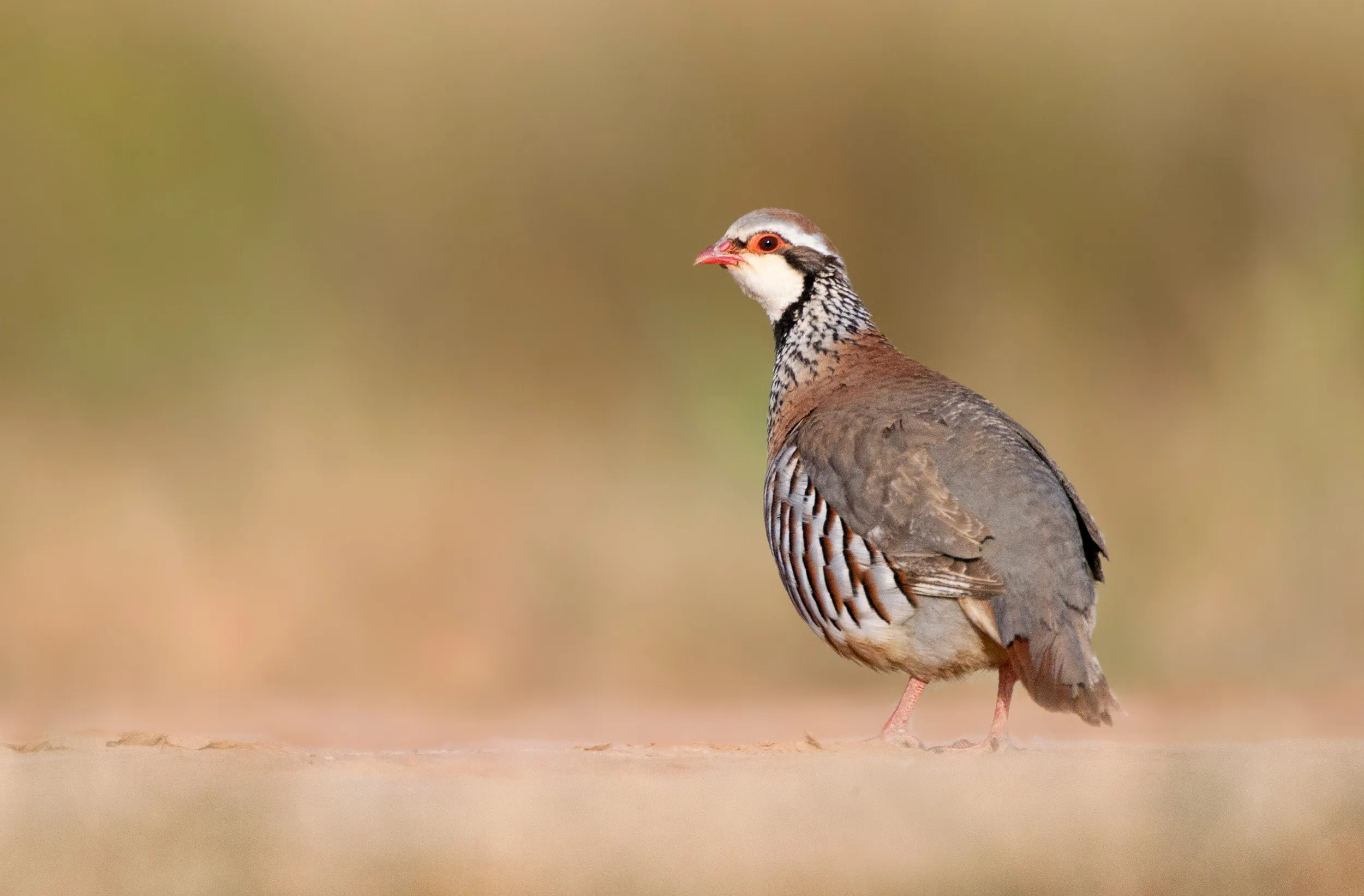 A lone Red-legged Partridge stood on a dusty floor.