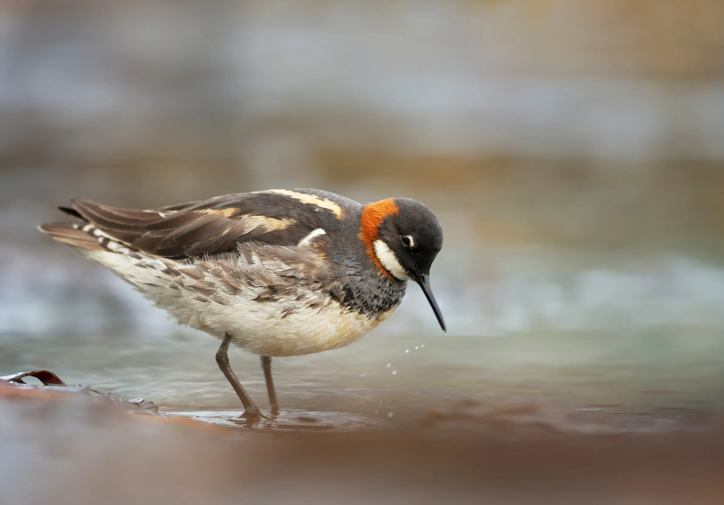 Red-necked Phalarope in summer plumage foraging in shallow waters.