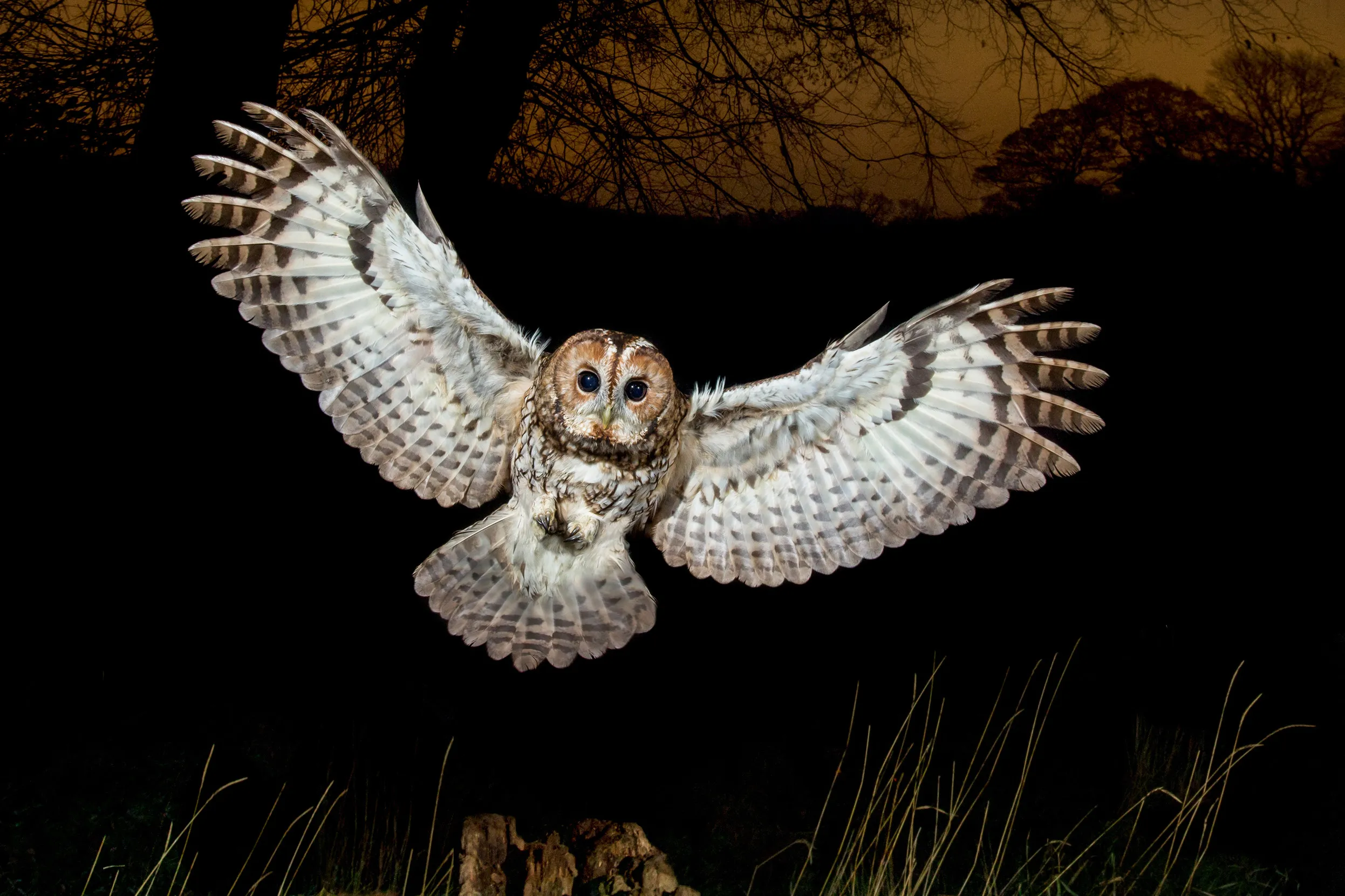 A lone Tawny Owl landing at night with wings spread out.