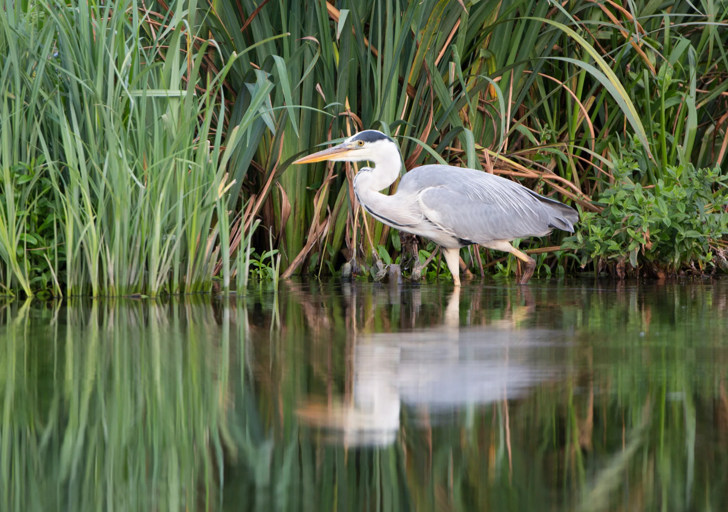 A Grey Heron wading through shallow water its reflection is mirrored back