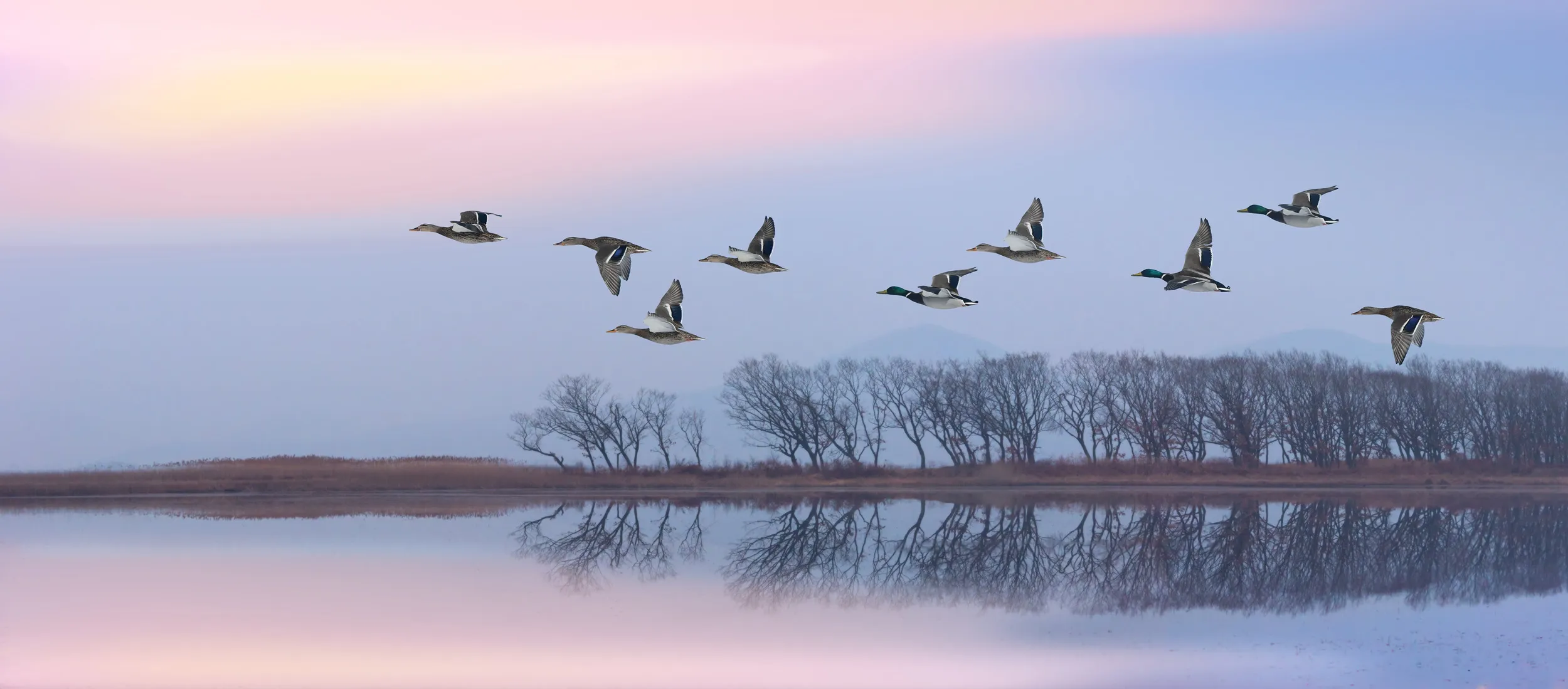 A group of nine Mallards flying over a lake at sunset.