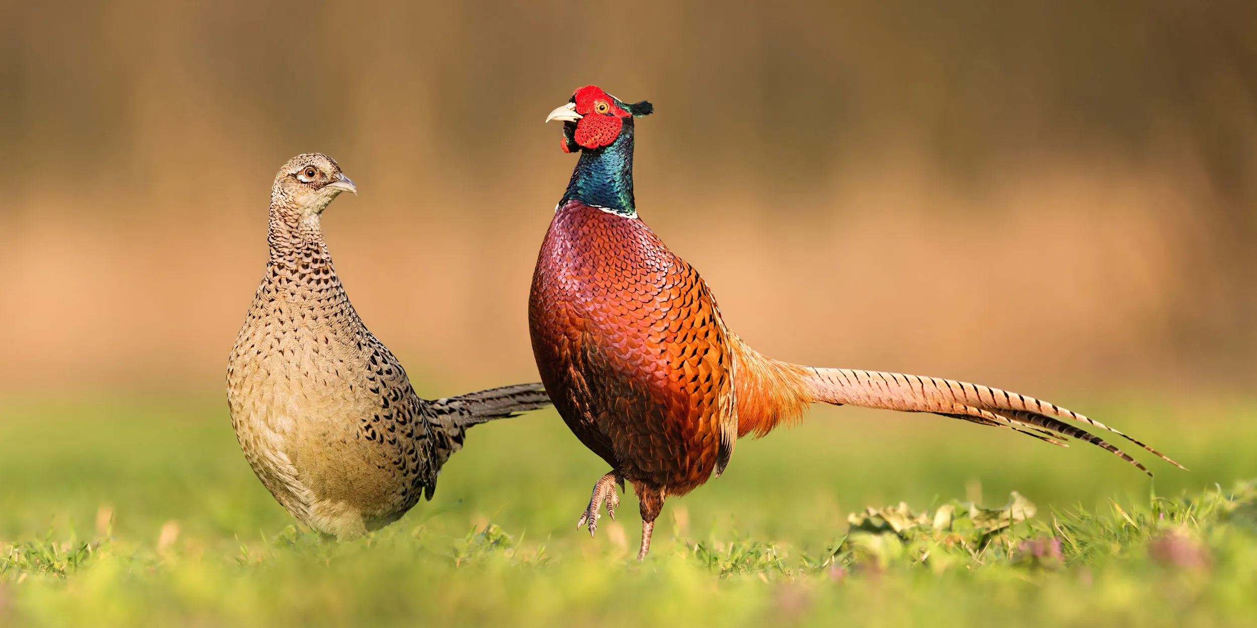 A male and female Pheasant pair stood in a grass field.