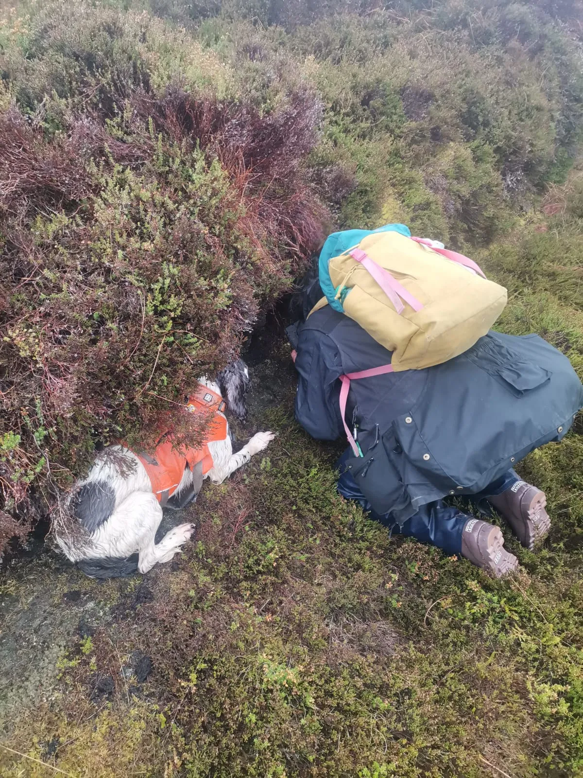 A dog and researcher search for Stoats in the undergrowth.