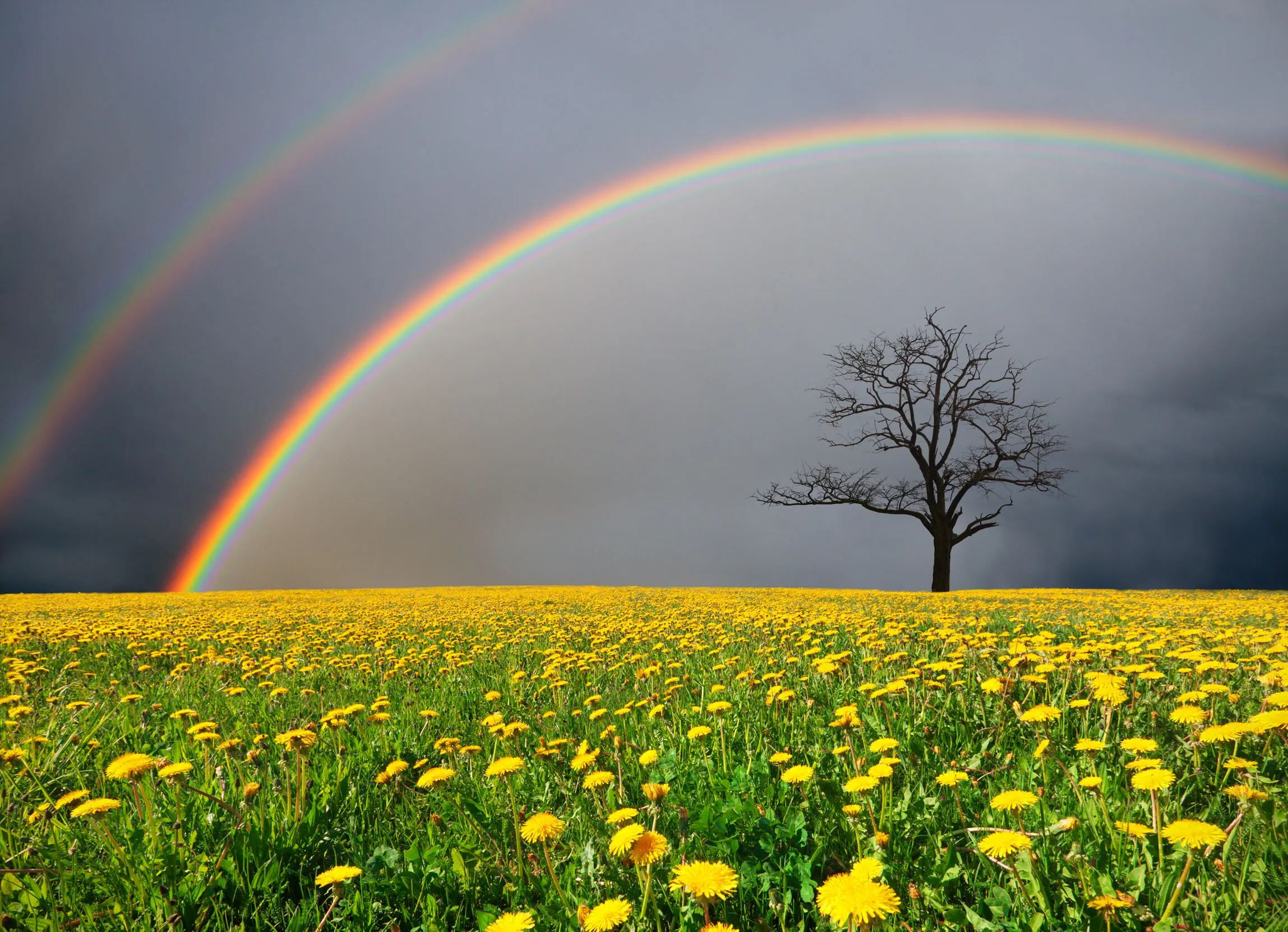 An overview of a meadow with yellow flowers with a tree in the background, against a dark rainy sky and a rainbow.