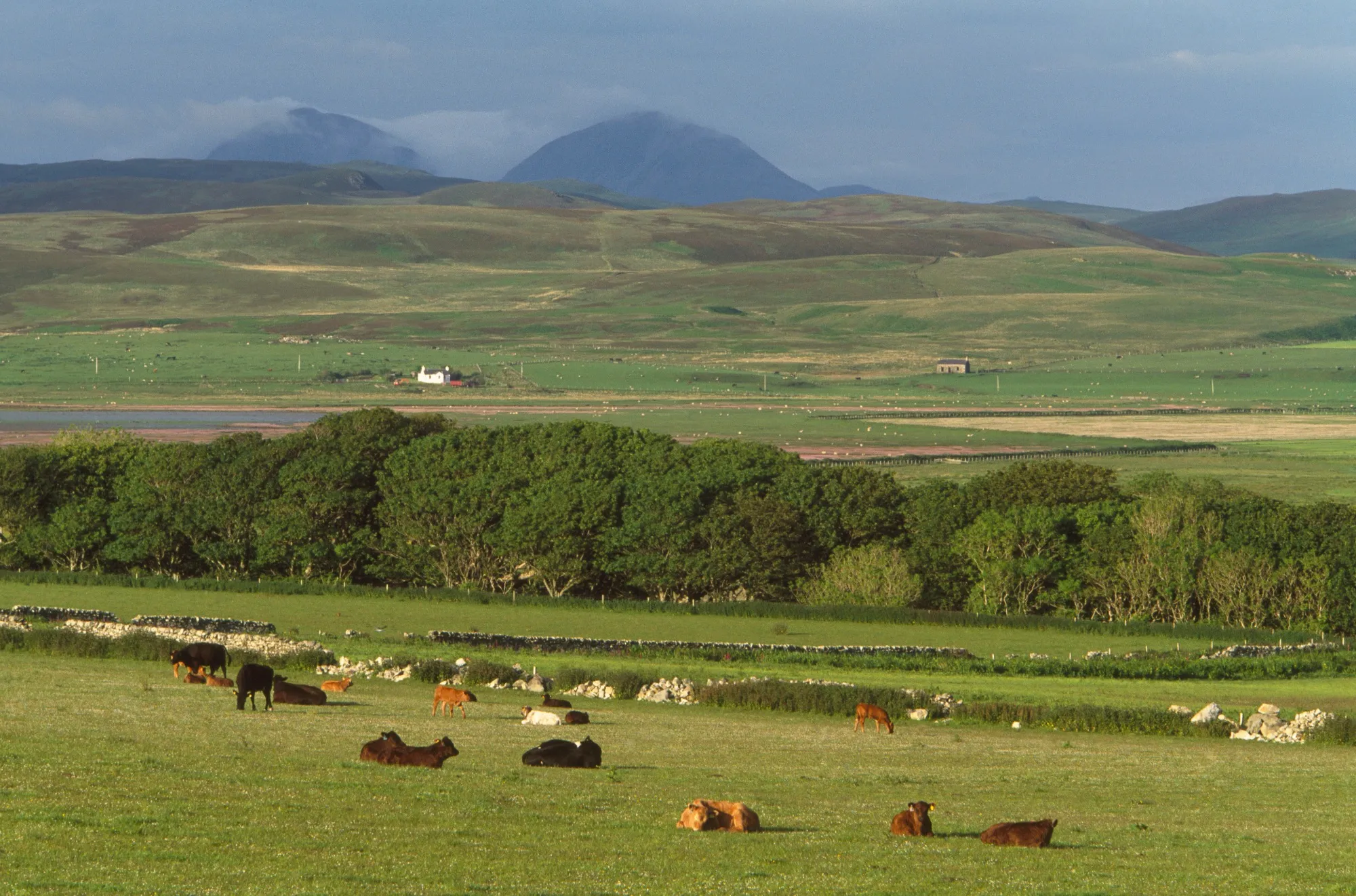Cattle grazing above Aoradh, the Paps of Jura in the background, Loch Gruinart RSPB reserve