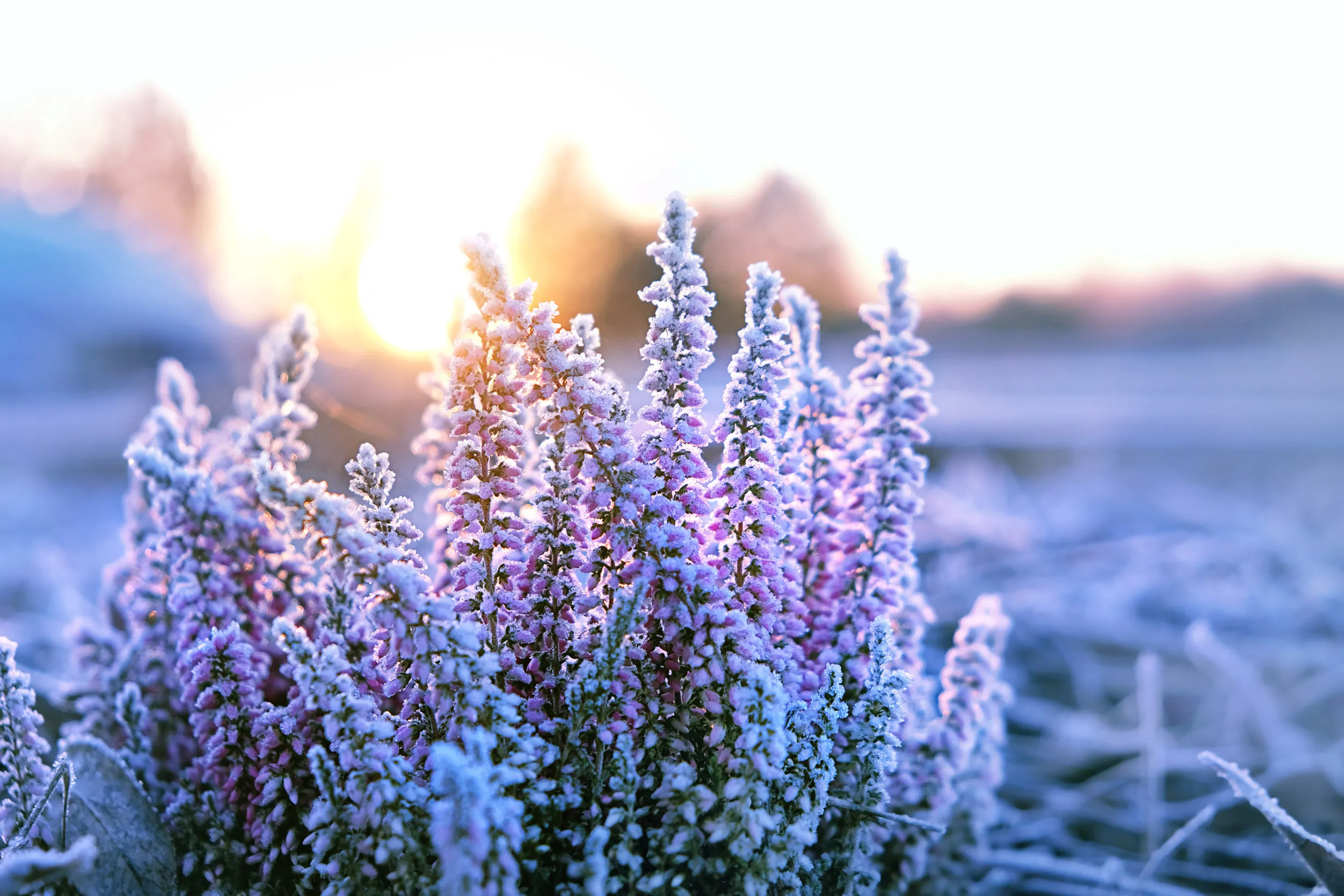 The sun rising behind a frost covered pink heather plant.