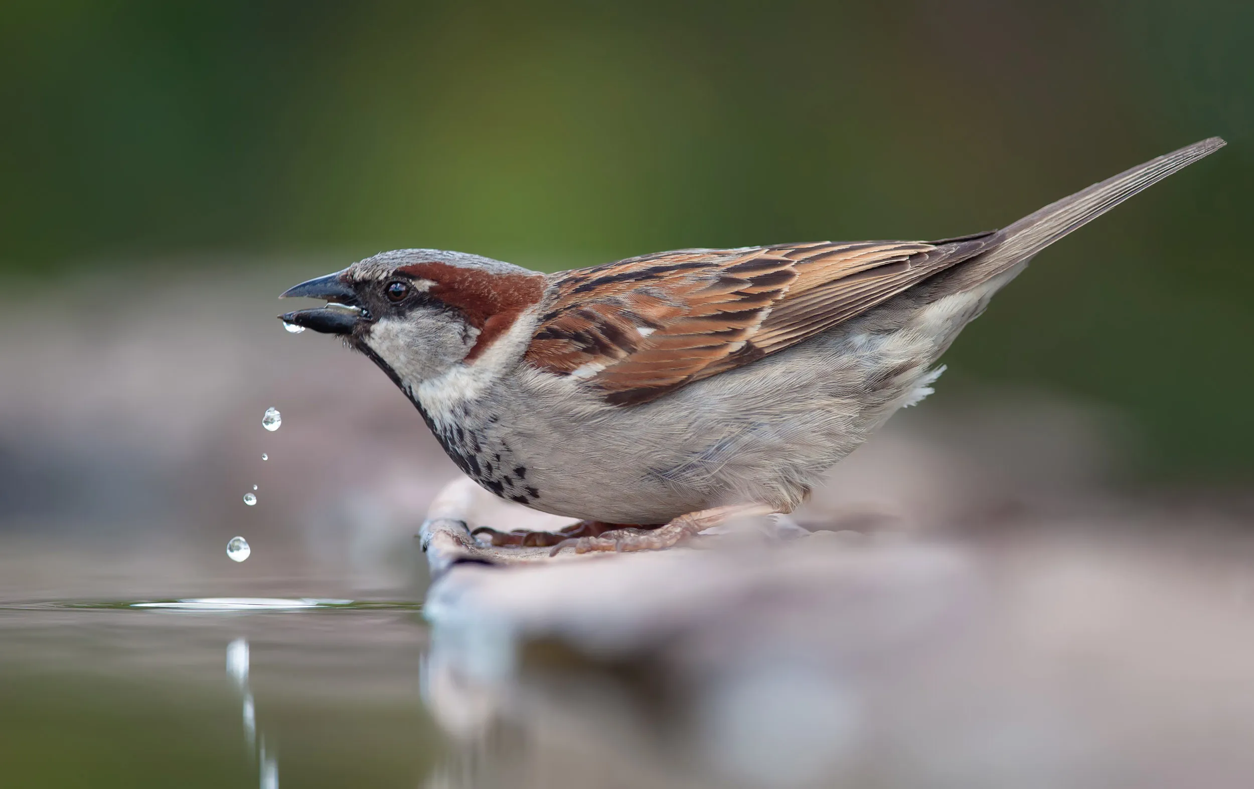 A House Sparrow drinking water with droplets falling from their beak. 