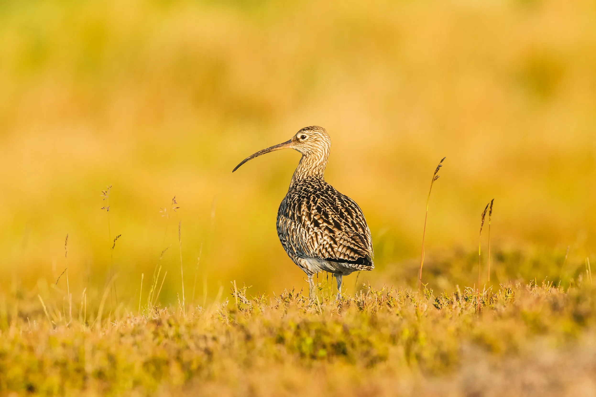 A curlew walking through a field of yellow grass.