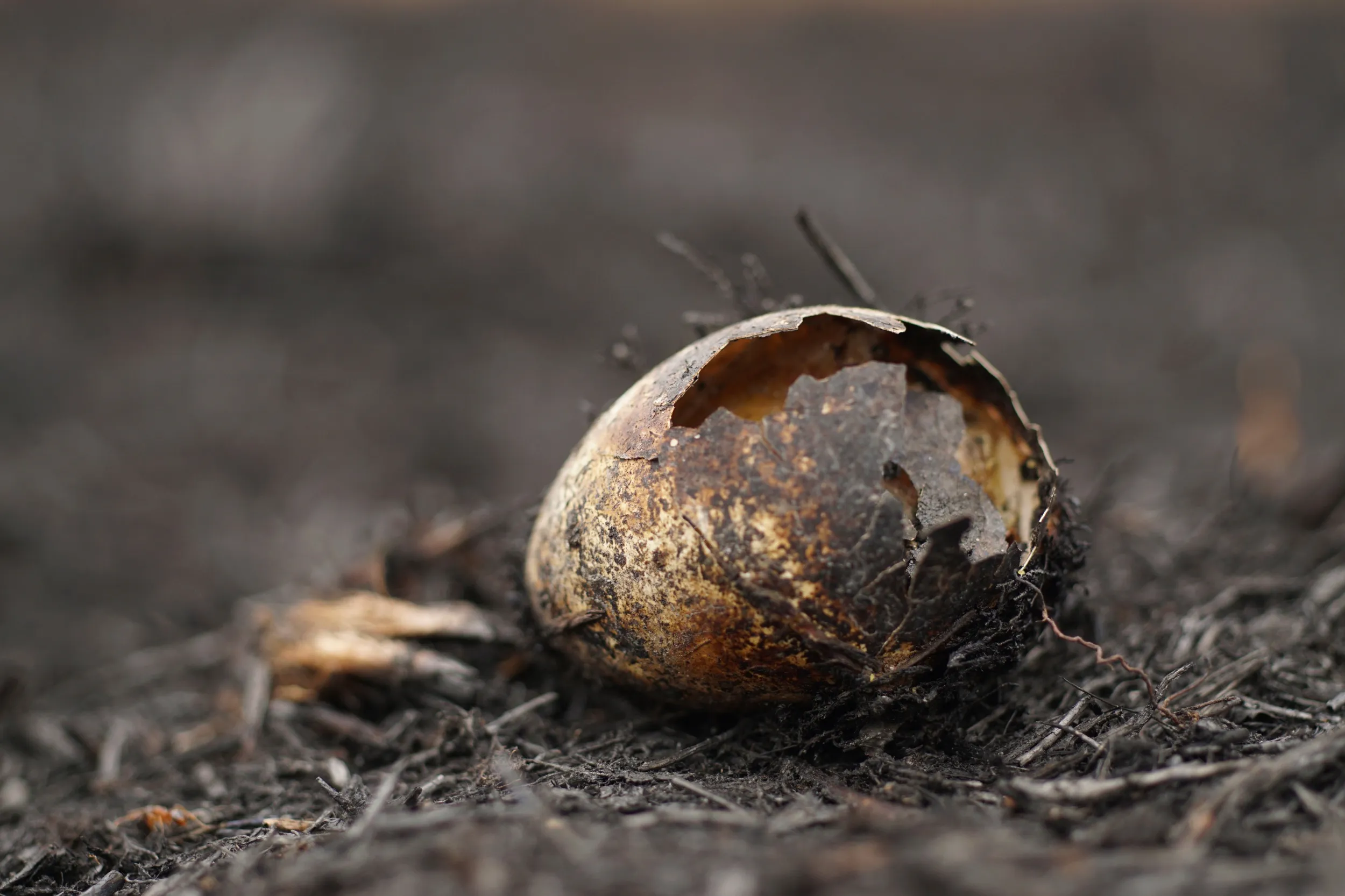 A birds egg on the ground, it is burnt after a wild fire. 
