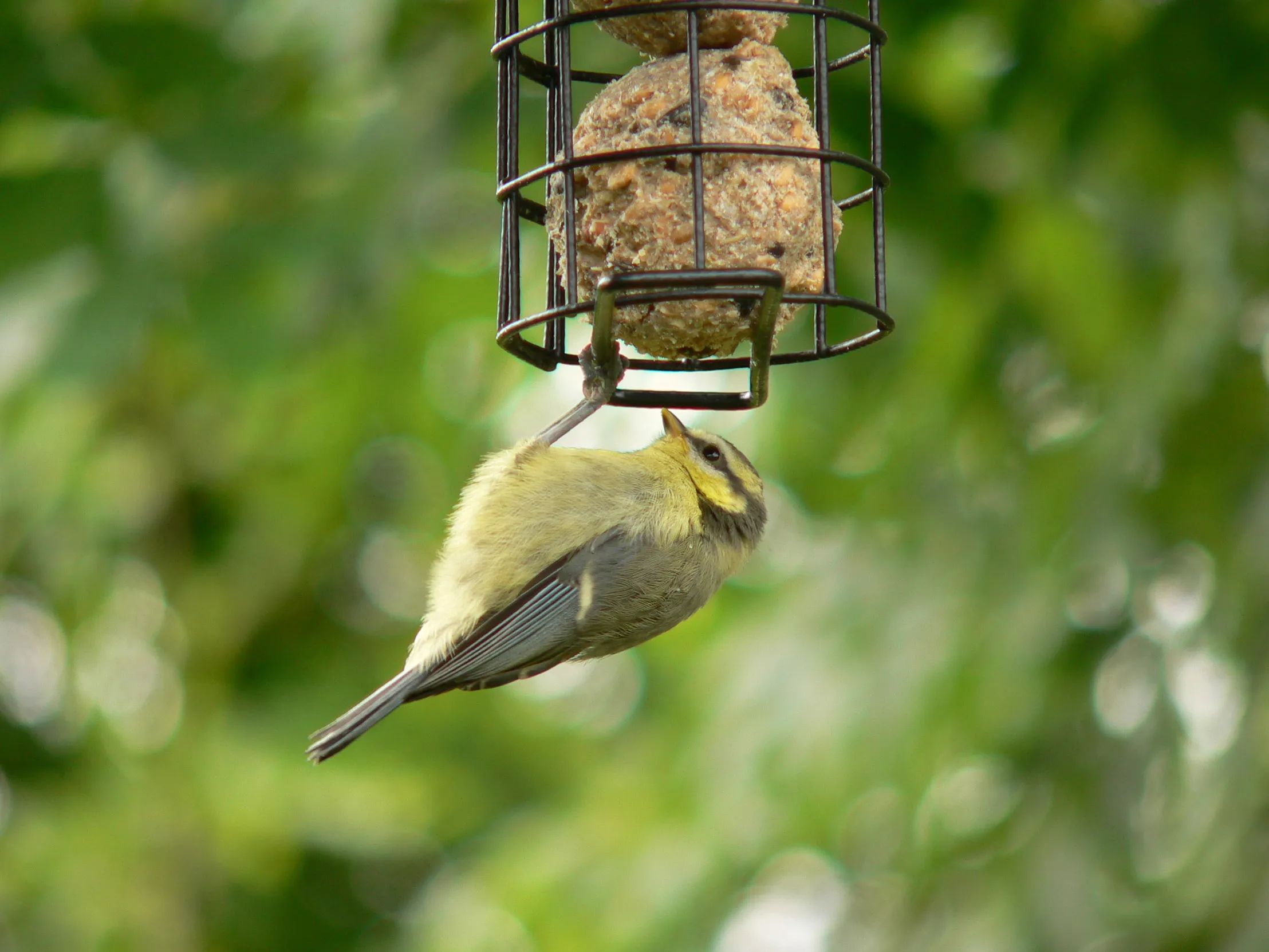 A lone Blue Tit hanging off the bottom of a domestic bird feeder.