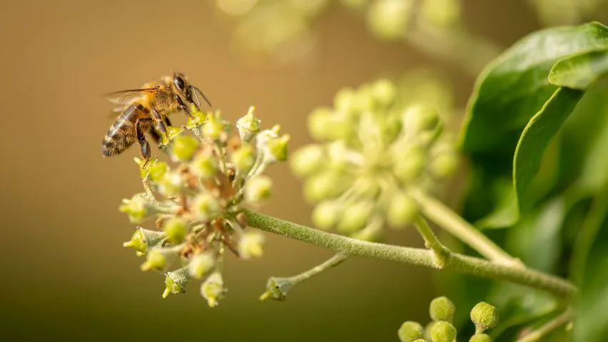 A bee feeding on ivy flowers.