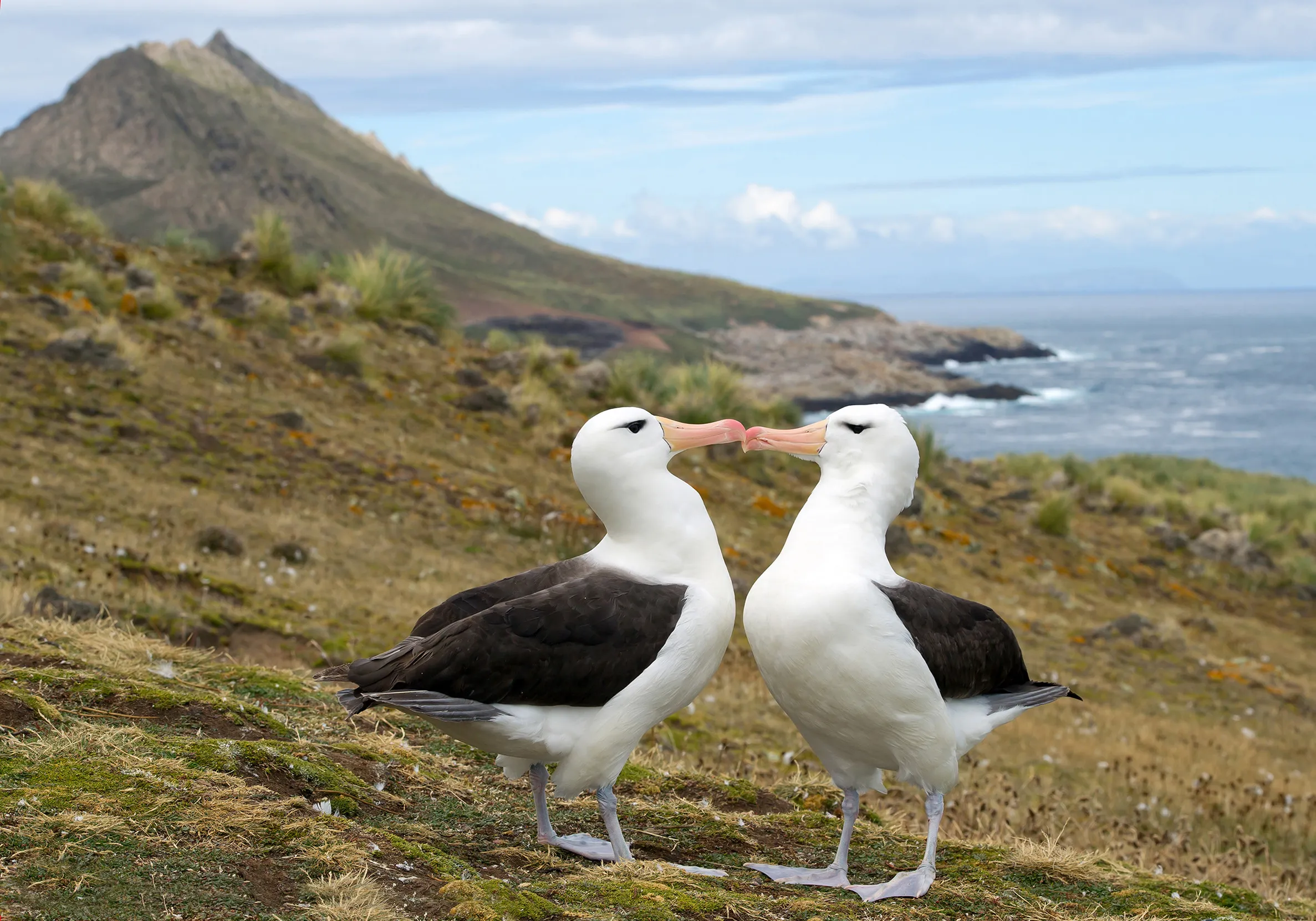 A pair of Black-browed Albatross on a nest preparing to mate.