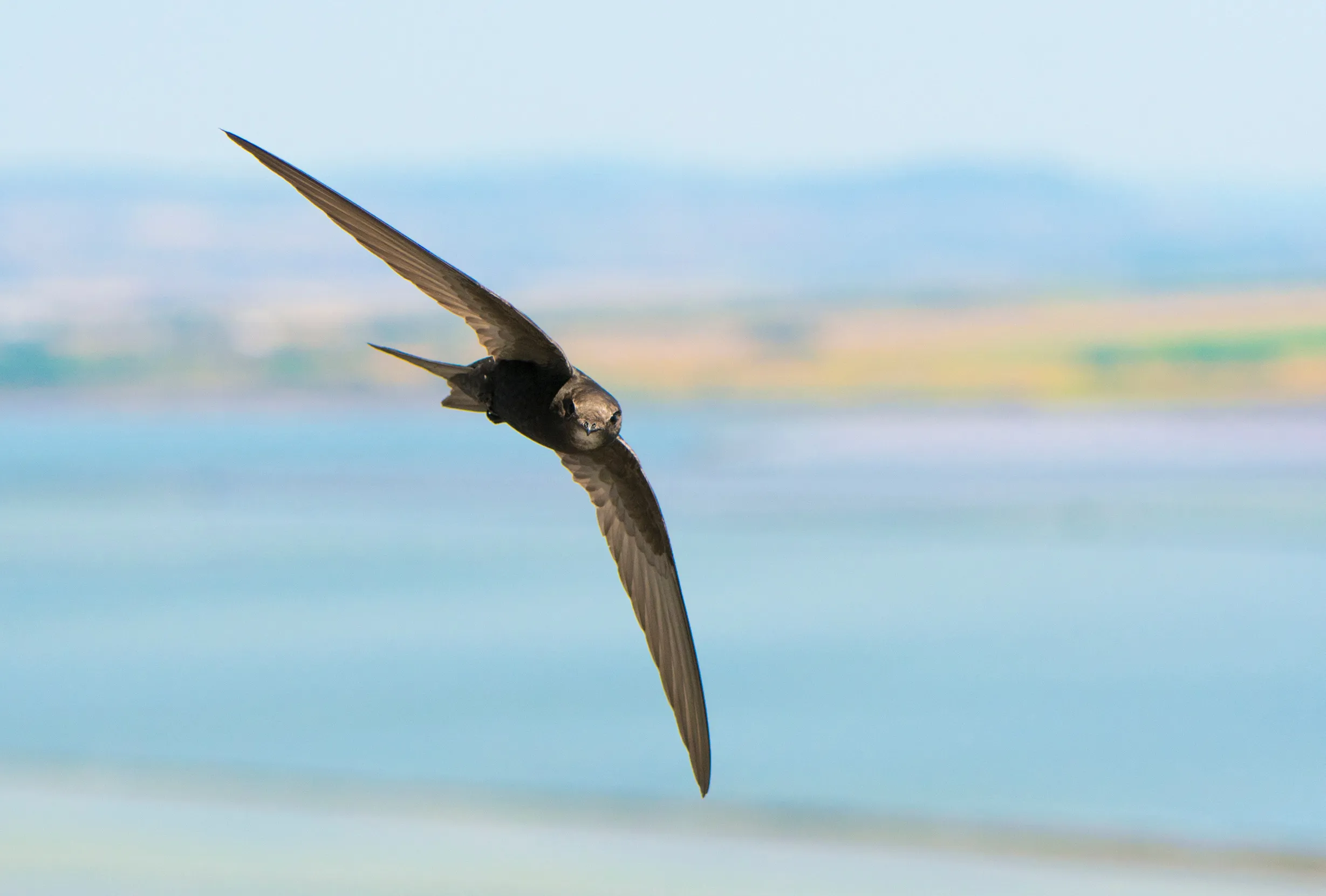 A Swift flying over a body of water with fields surrounding.