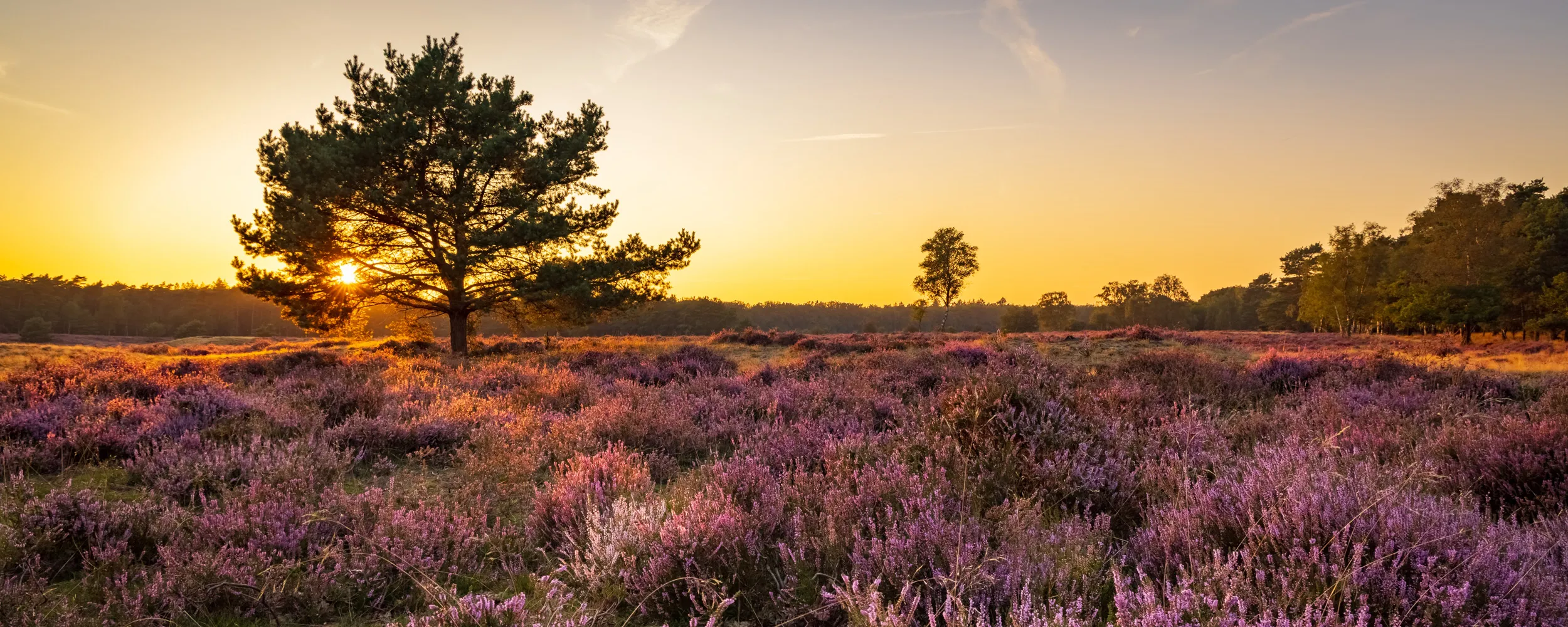 The sun rising behind a large tree, sitting in a flat landscape of purple heather