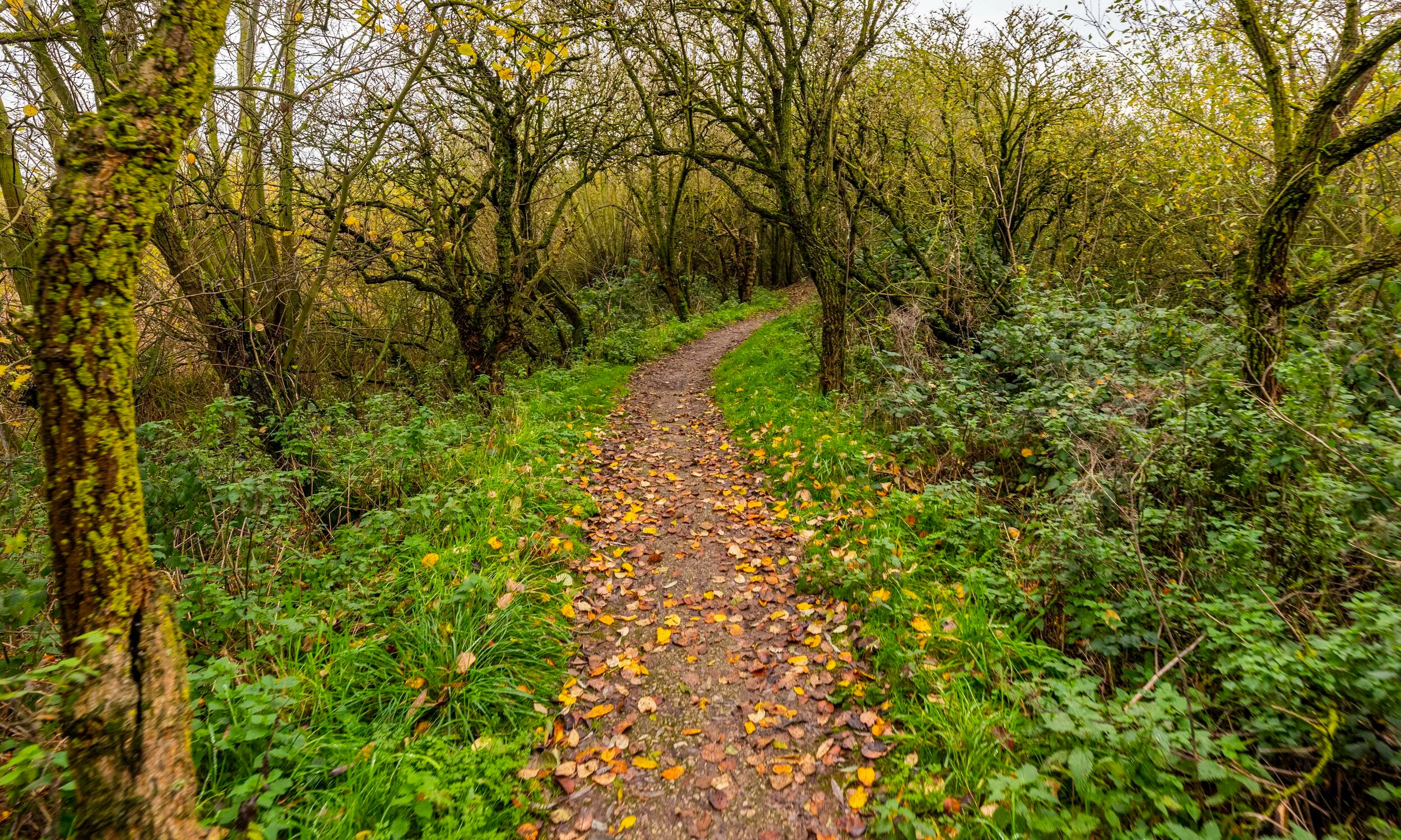A winding woodland trail, with fallen leaves on the ground, at Blacktoft sands nature reserve