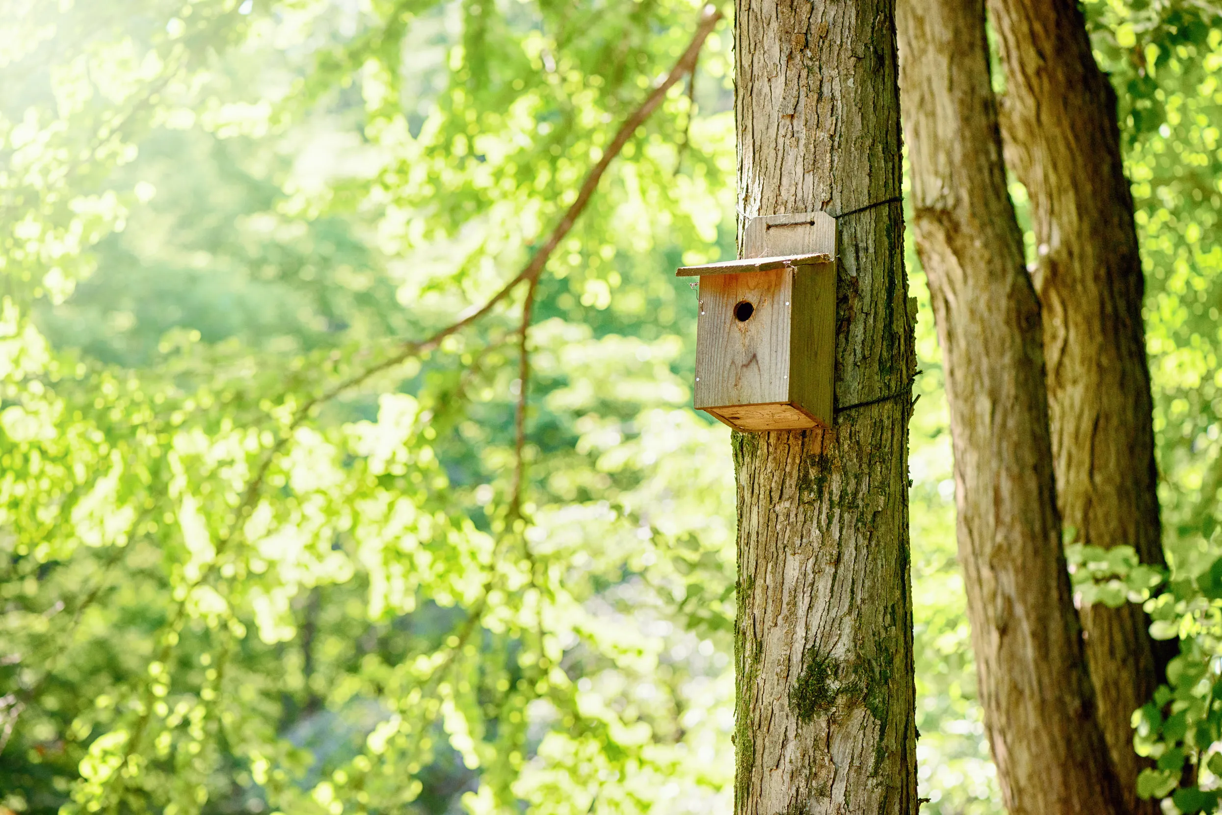 A tall tree trunk, with an unpainted wooden birdbox mounded high up the tree, using brown cord.